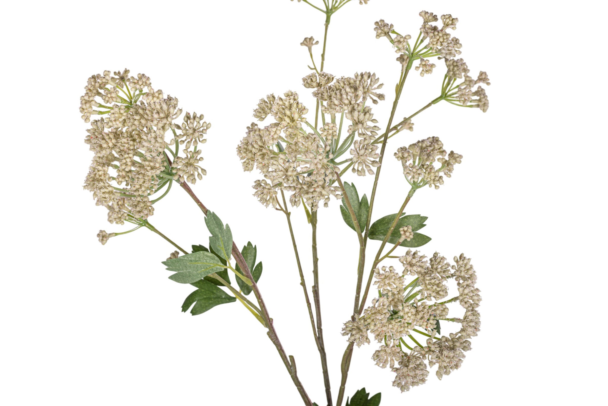 34" Angelica Flower Stem FL1077