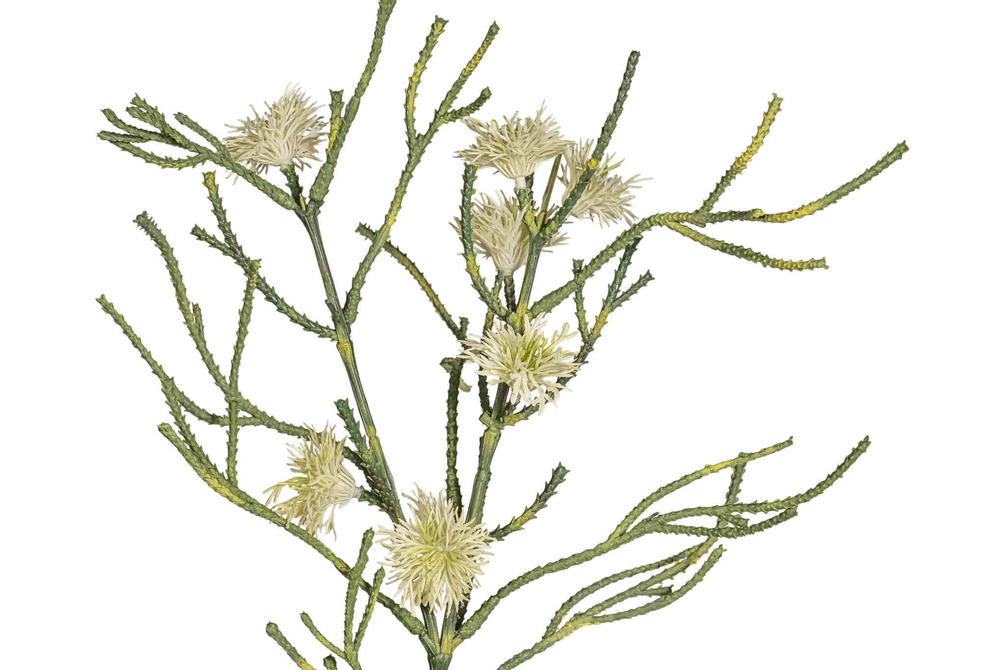 40" Spider Flower Stem FL1086