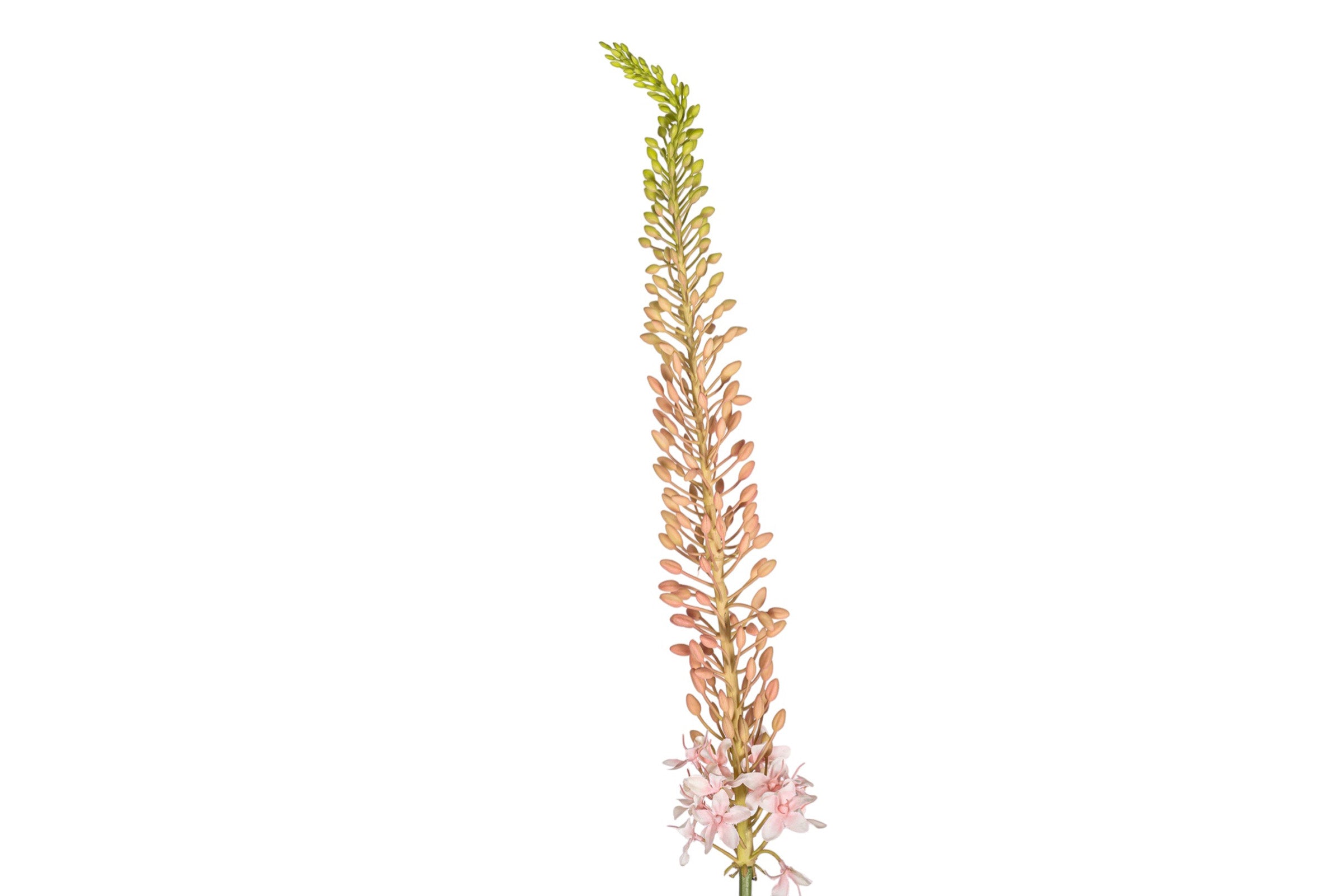 44" Foxtail Lily Stem FL1087