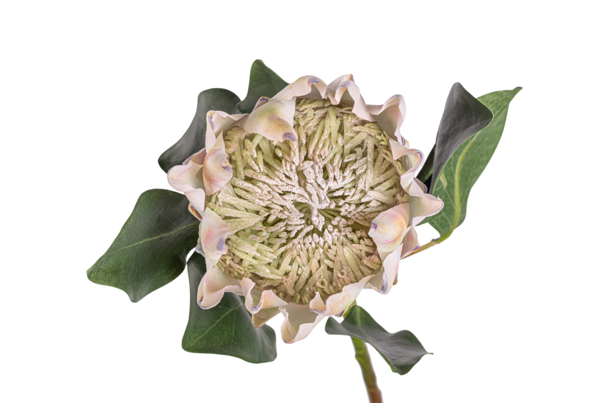29" King Protea Stem FL1090