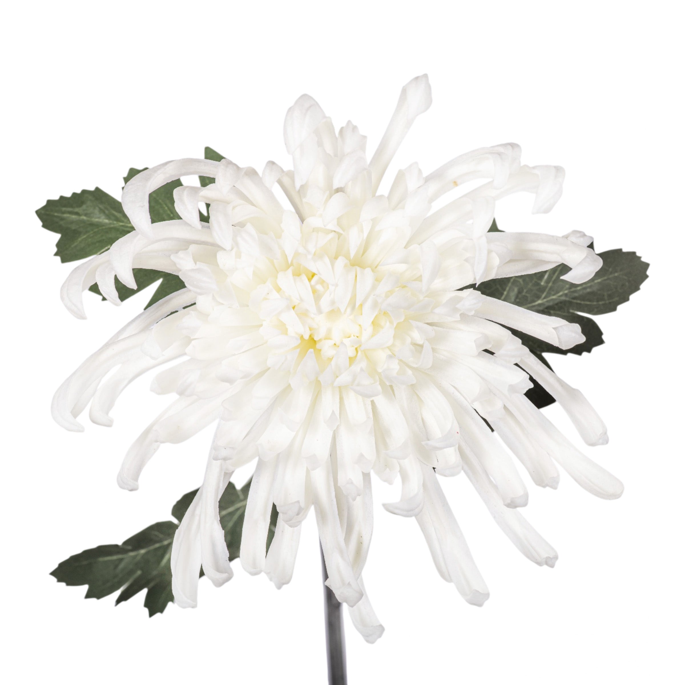 30" White Spider Mum Stem FL1110