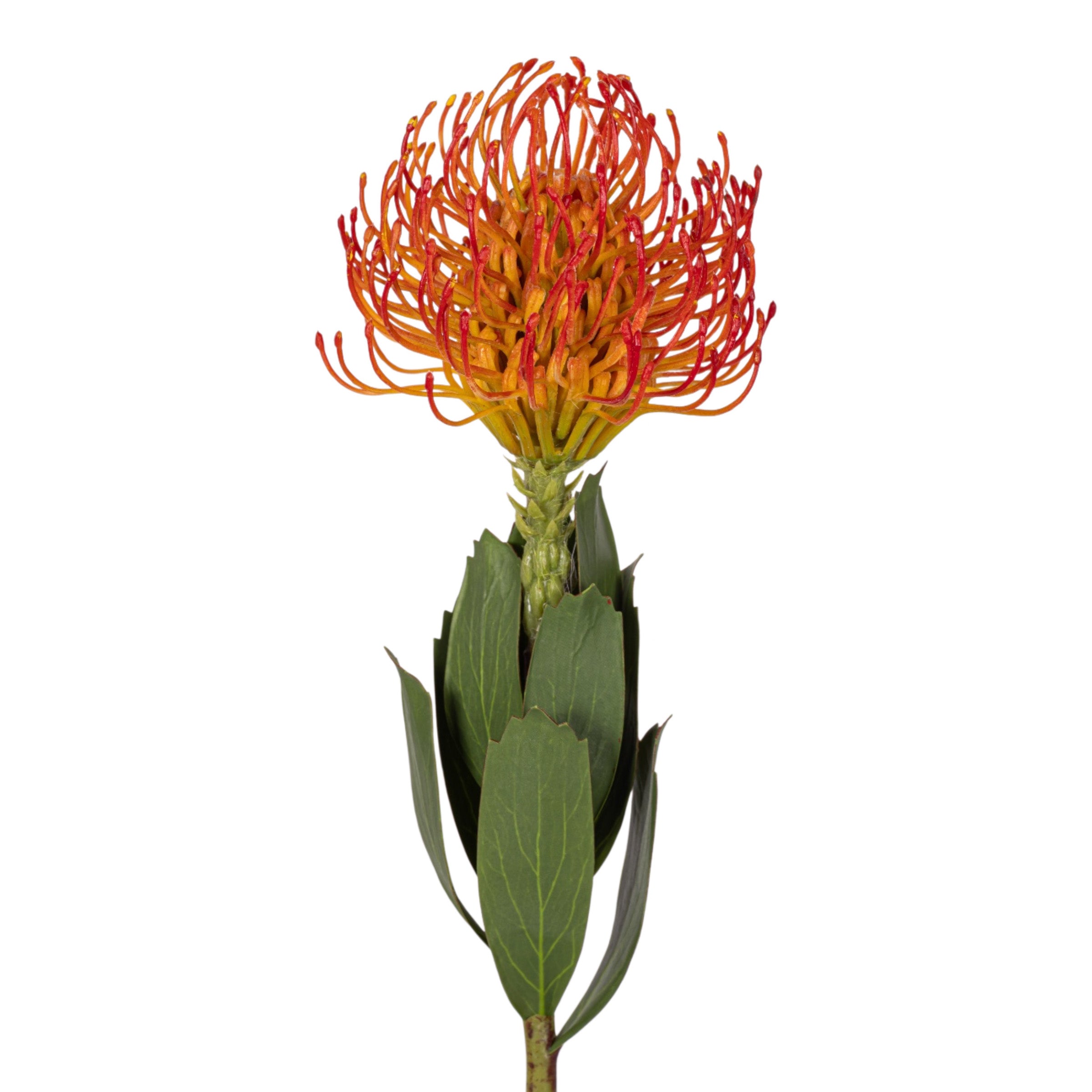 21" Red Protea Stem FL1126