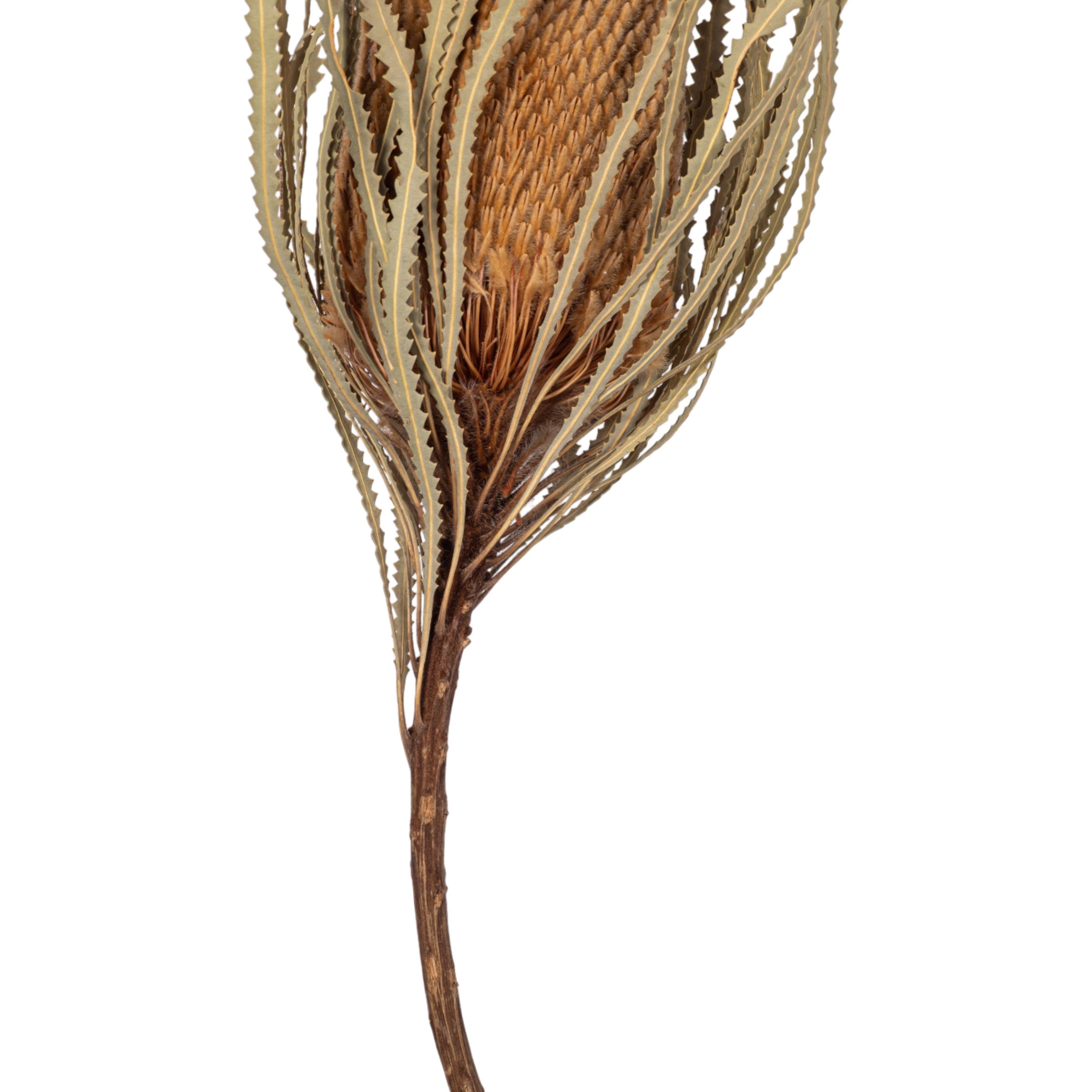 16" Dried Protea Stem FL1127