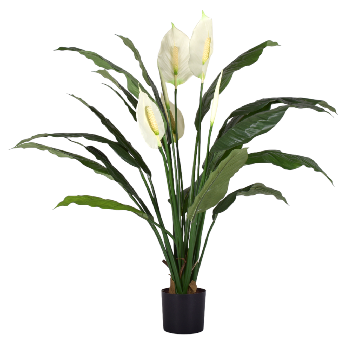 33" Spathiphylum Peace Lily FP1010