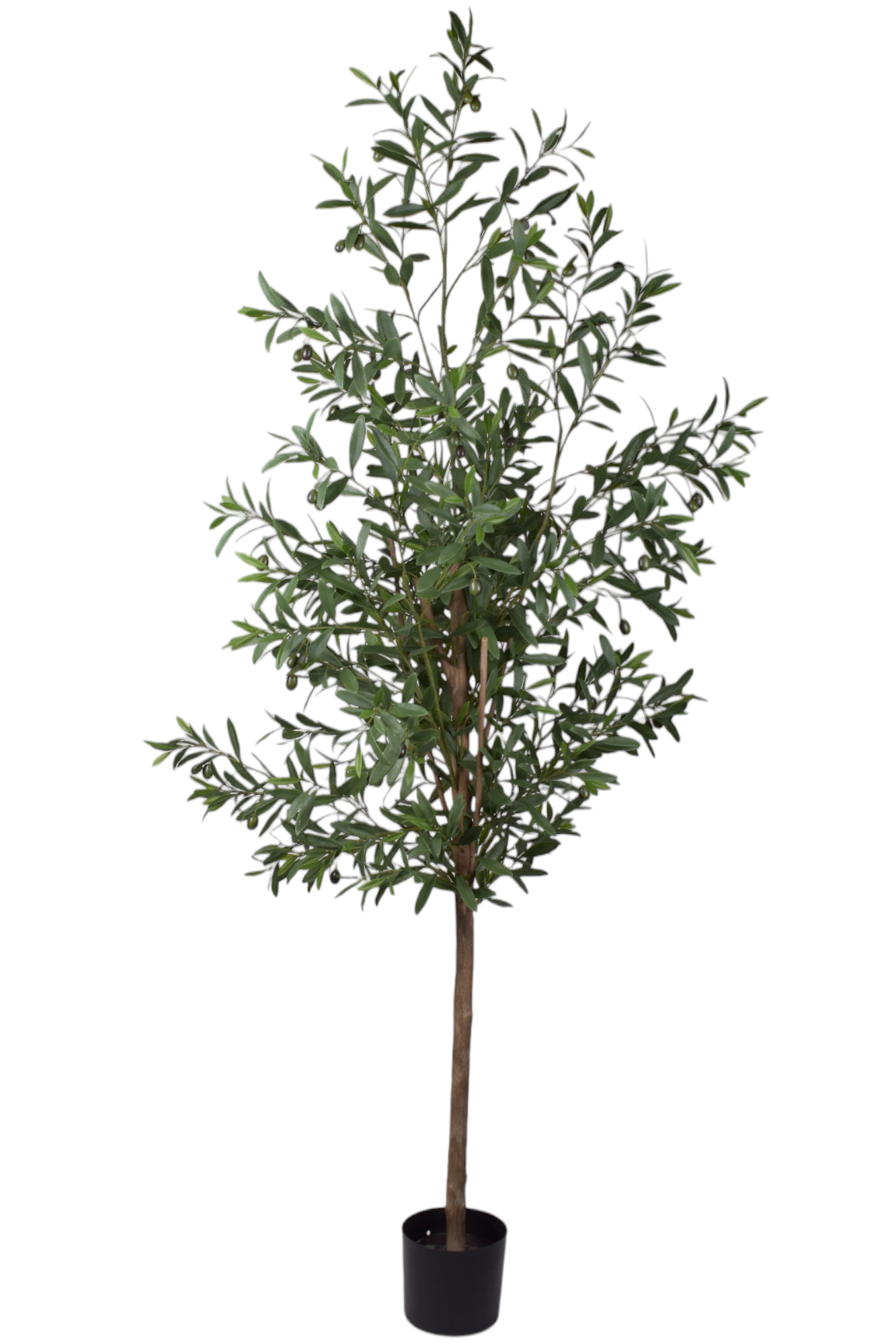 5' Olive Tree- UV Protected FP1096UV