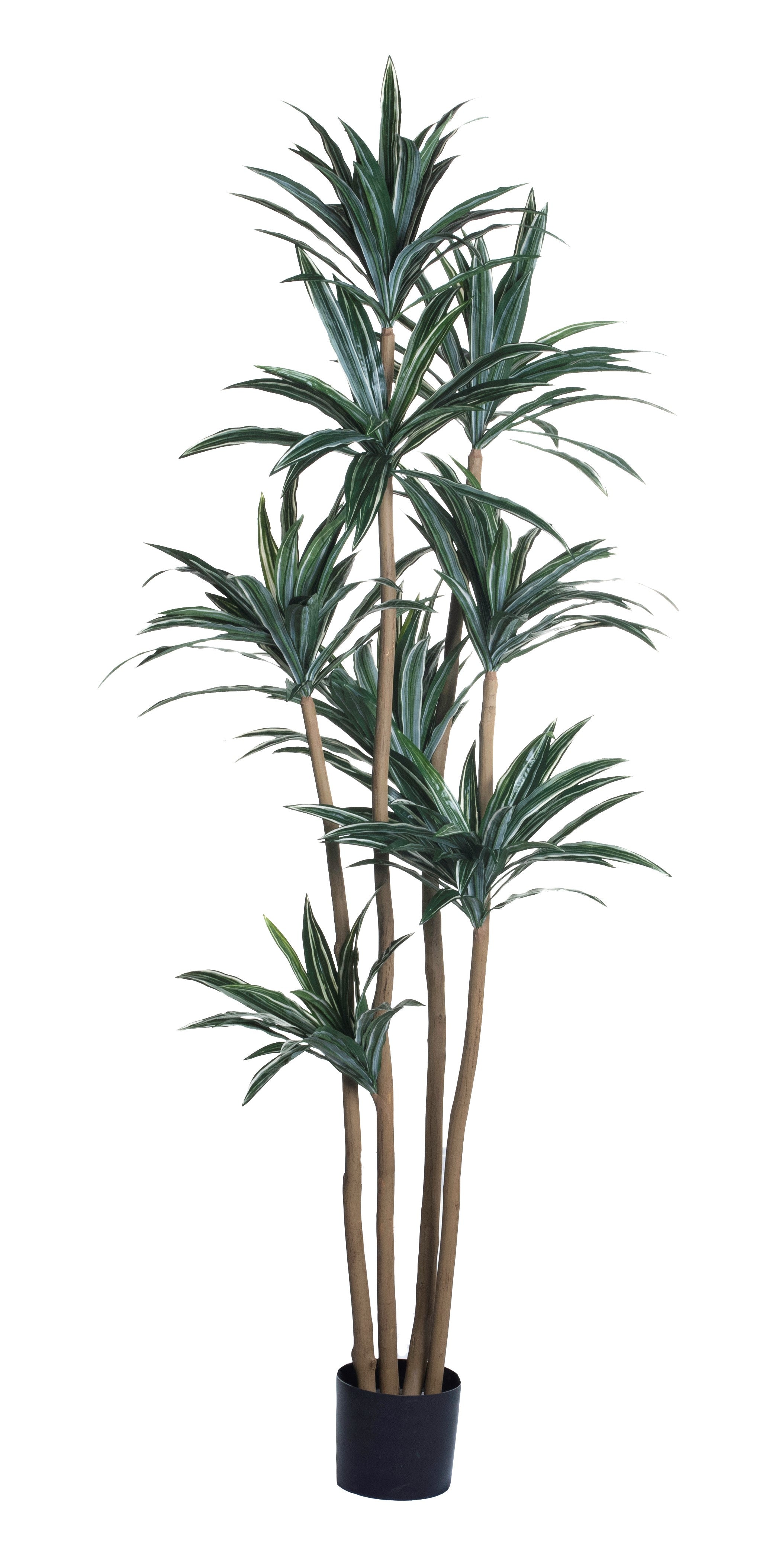 7' Dracaena Tree- UV Treated FP1286