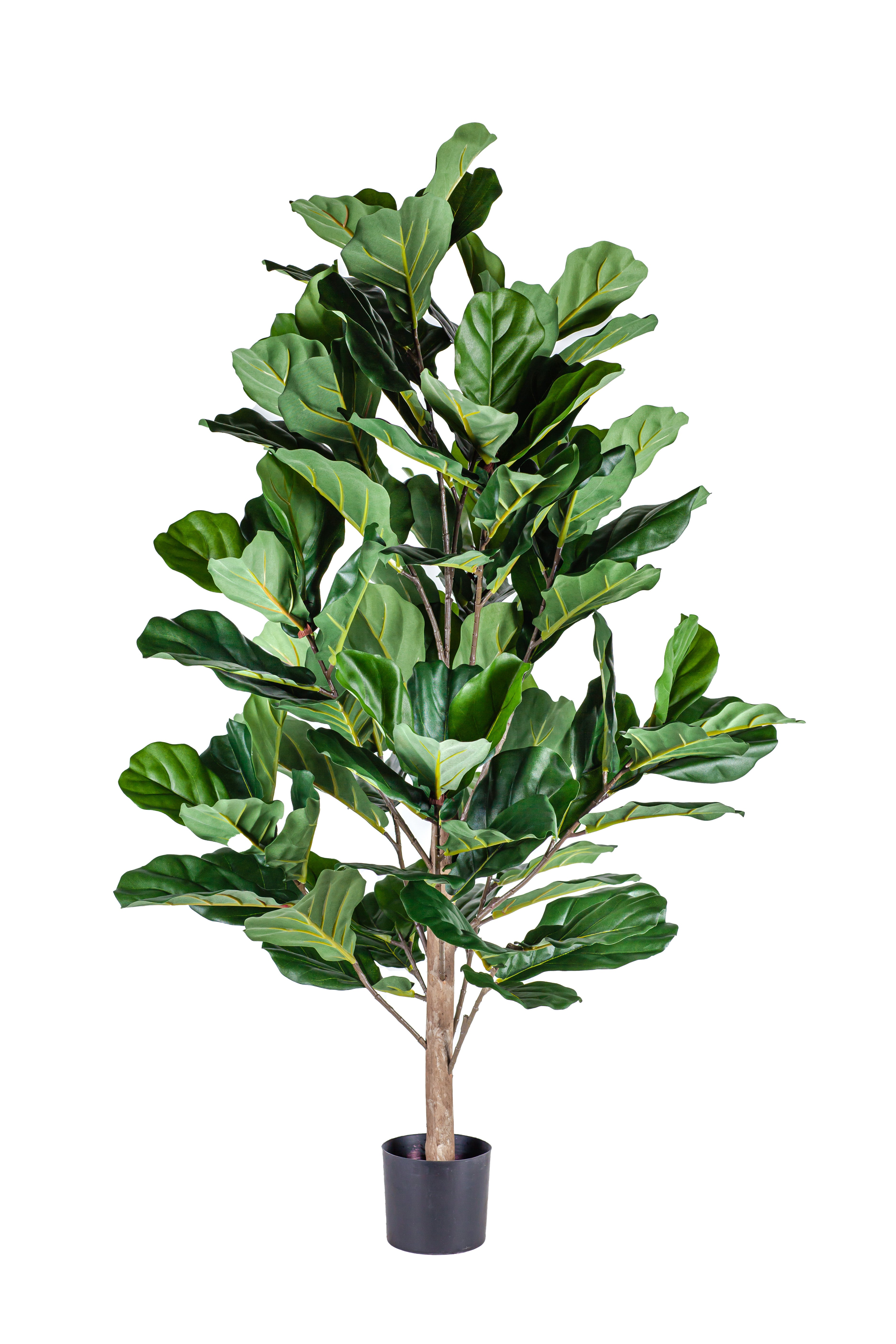 4' Fiddle Leaf Fig Tree FP1137