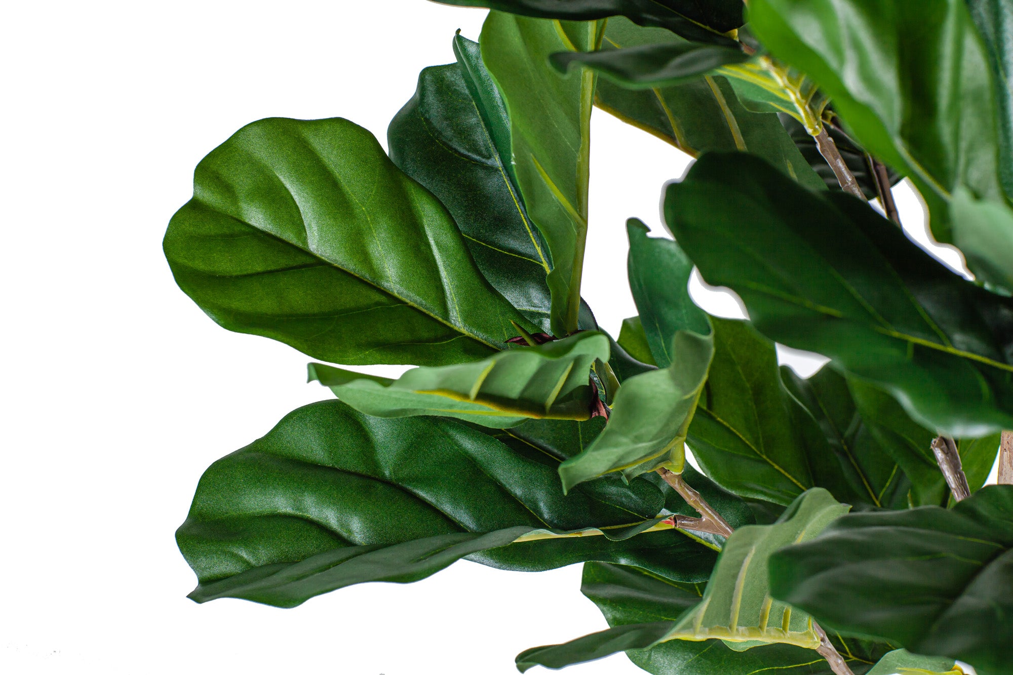 4' Fiddle Leaf Fig Tree FP1137