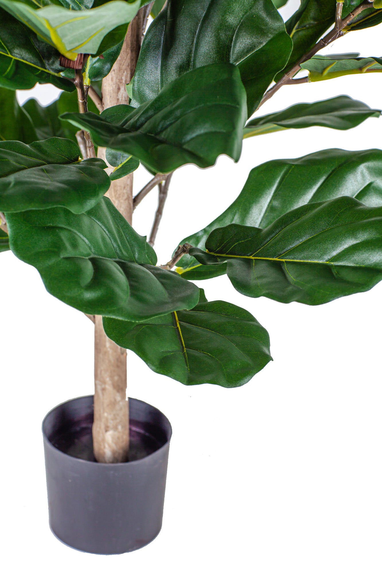 4' Fiddle Leaf Fig Tree FP1137
