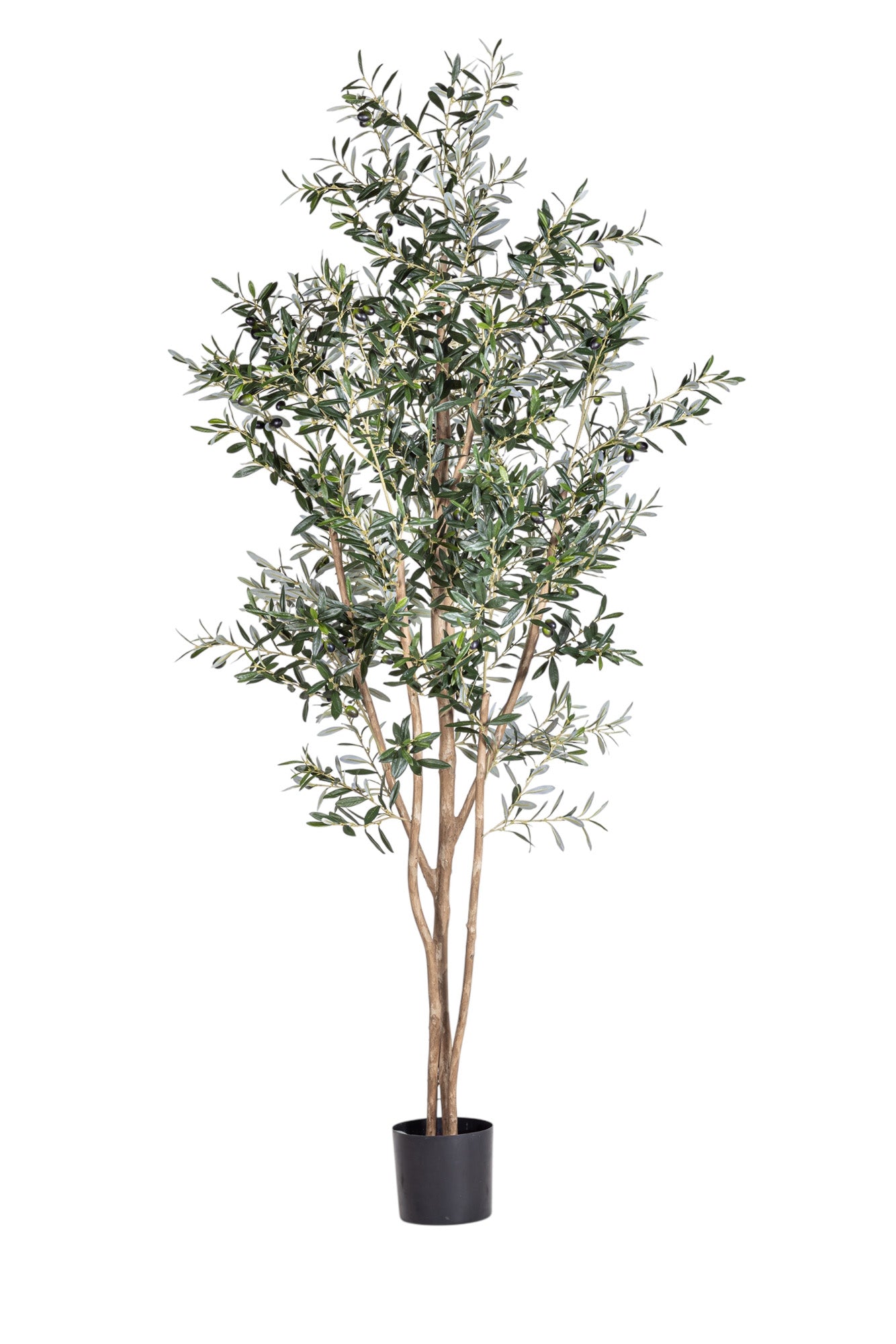 常緑樹 Emerald Olive Tree 7' Olive Tree FP1141