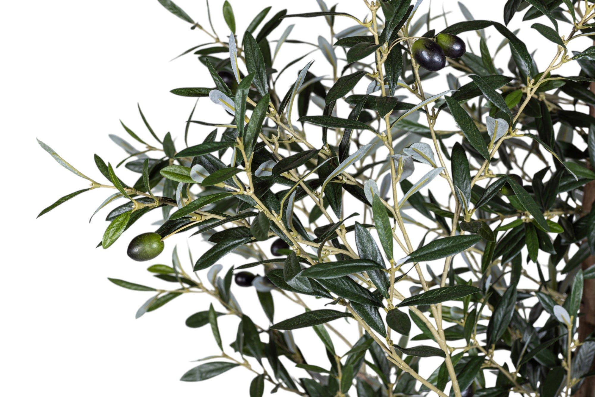 7' Olive Tree FP1141