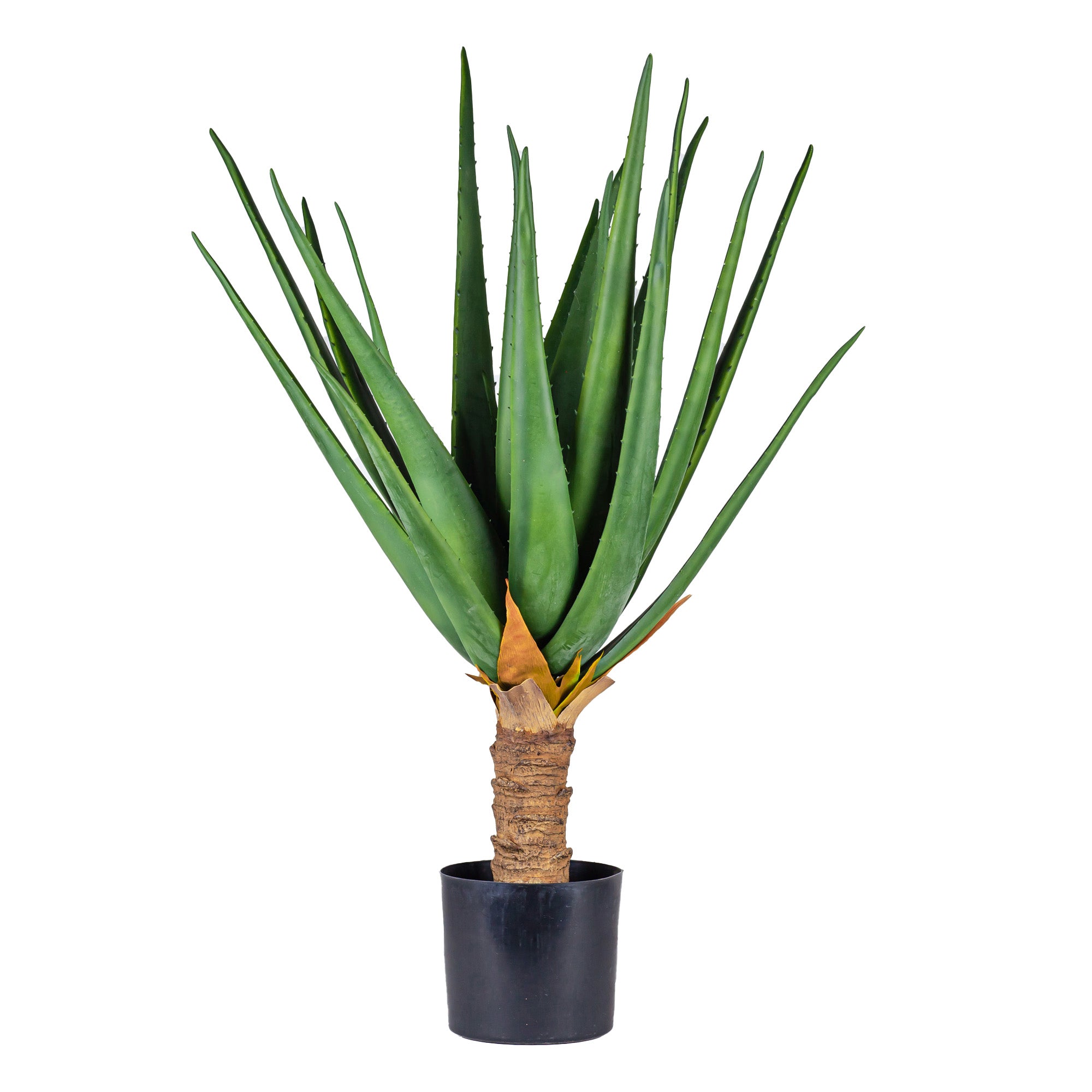 3' Aloe Plant FP1144
