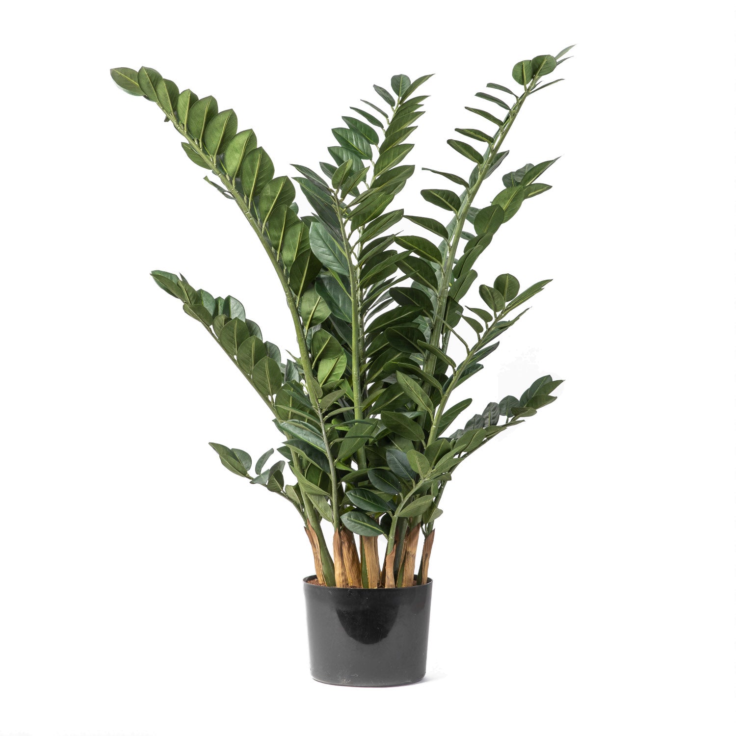 45" ZZ Plant FP1177
