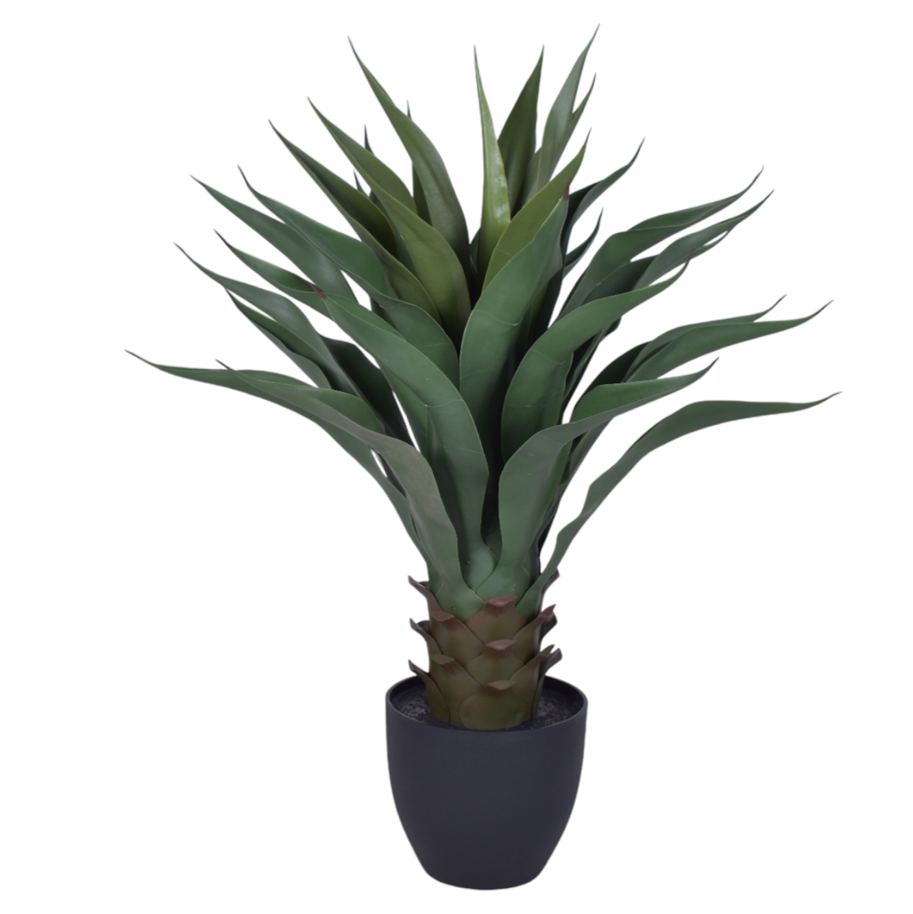 30" Agave FP1209