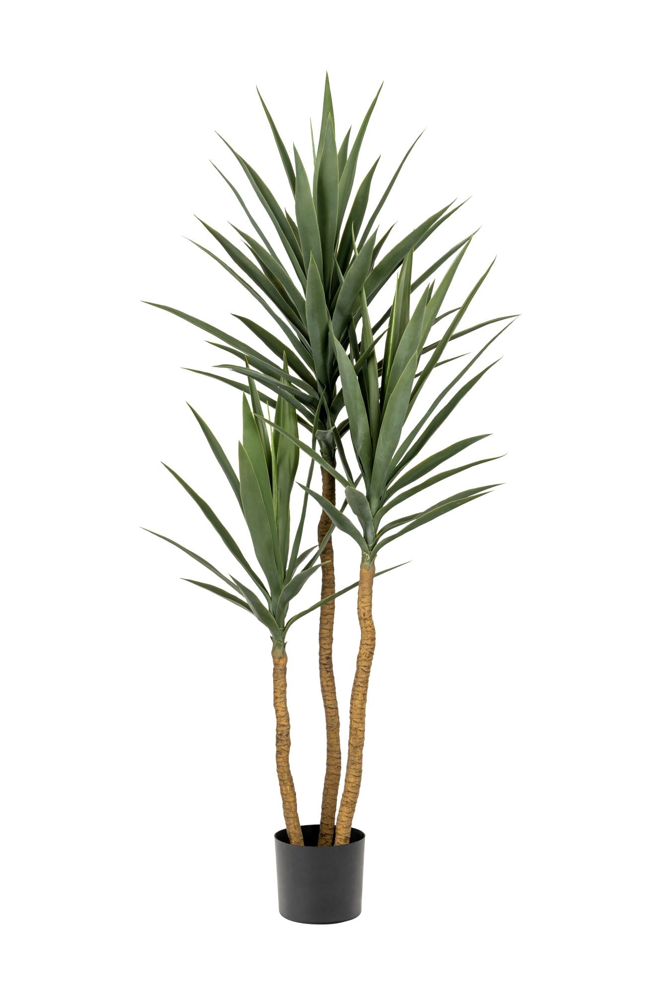 5' Yucca Tree FP1260
