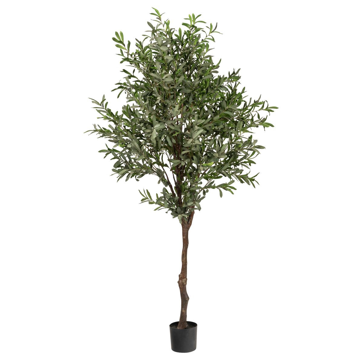 7’ Olive Tree (fruitless) FP1280