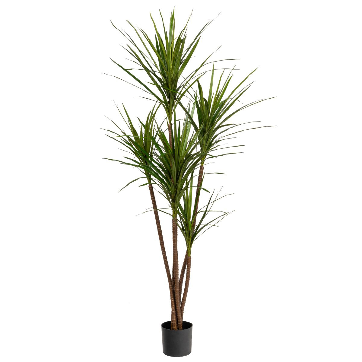 6' Dracaena Magenta Tree- UV Protected FP1285