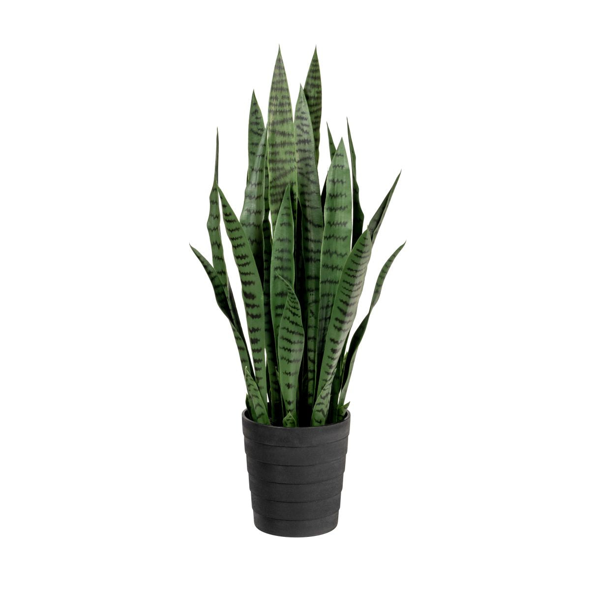 3’ Snake Plant FP1313
