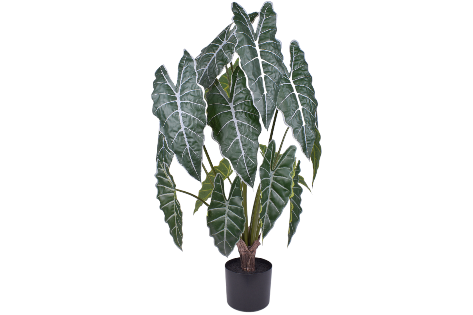 3' Grand Syngonium Bush - UV Treated FP1325
