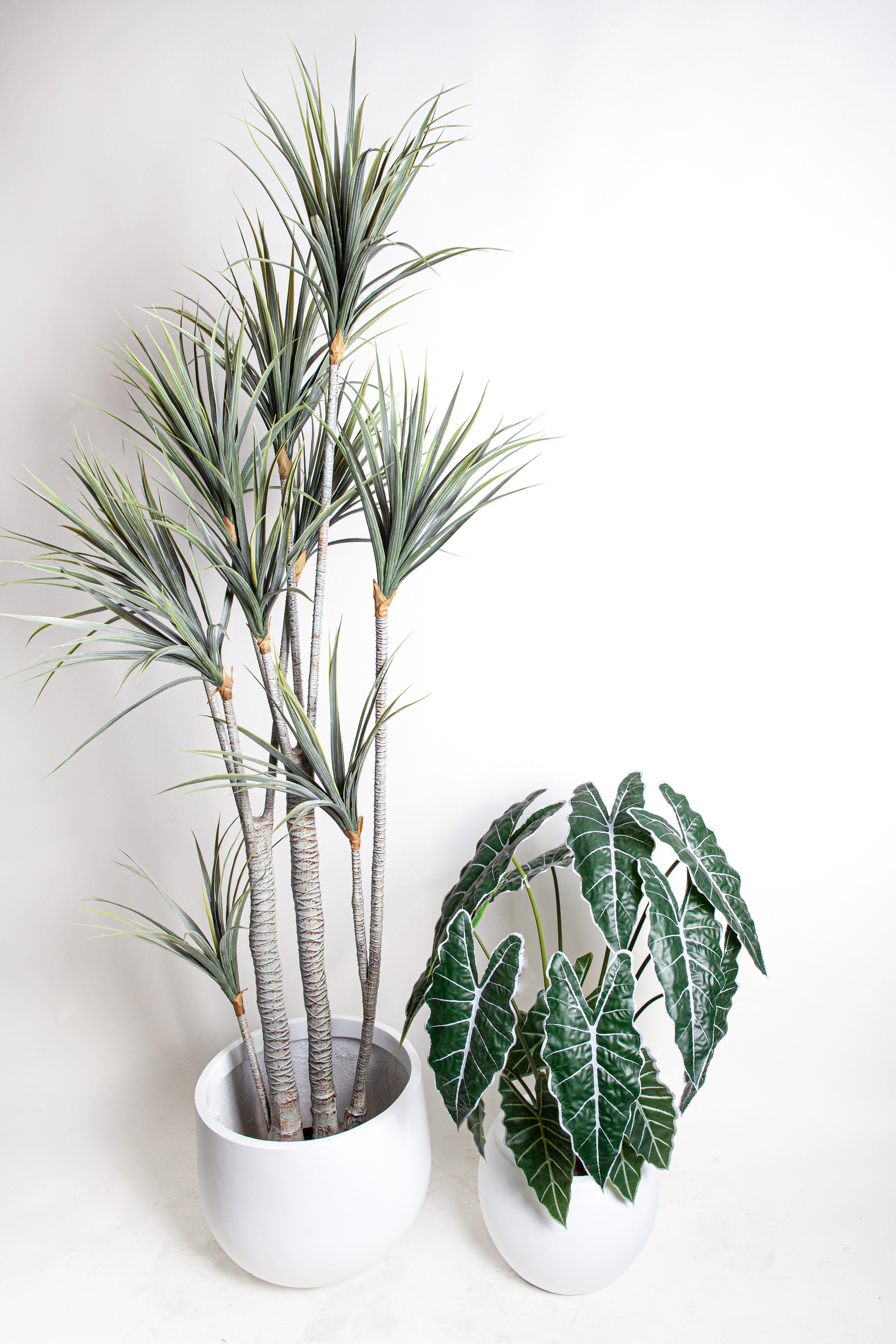 6' Dracaena Plant   FP1501