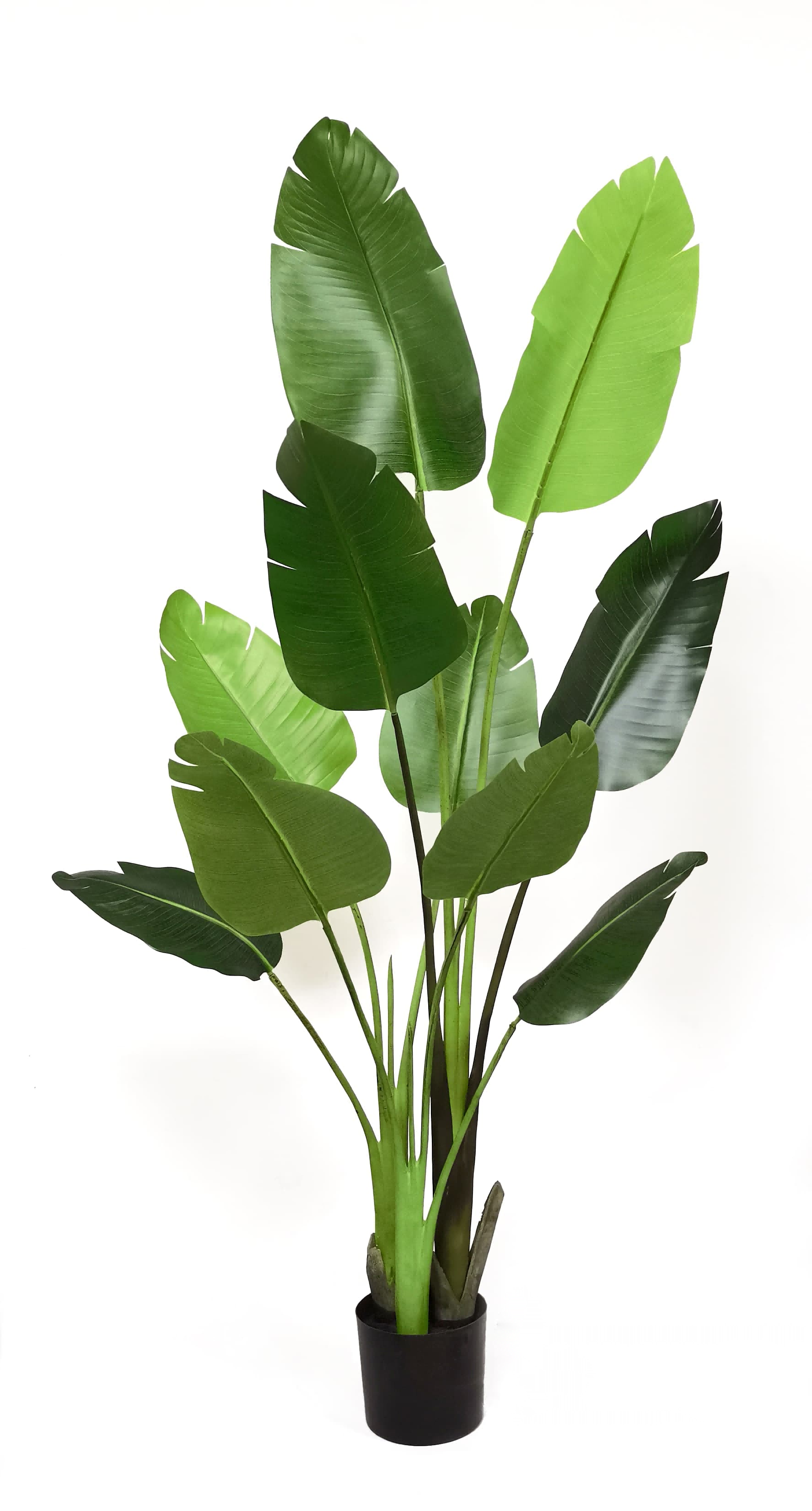 5' Bird of Paradise FP1331