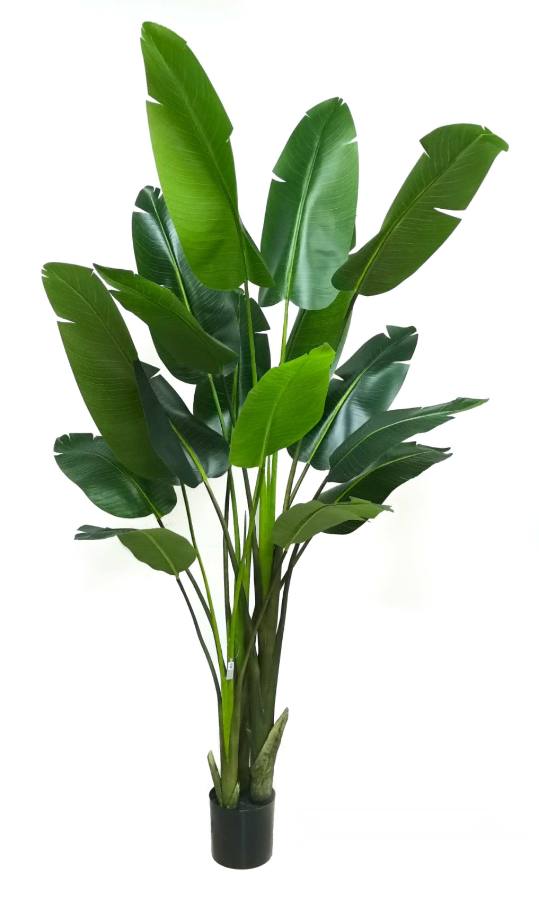 8' Bird of Paradise FP1332