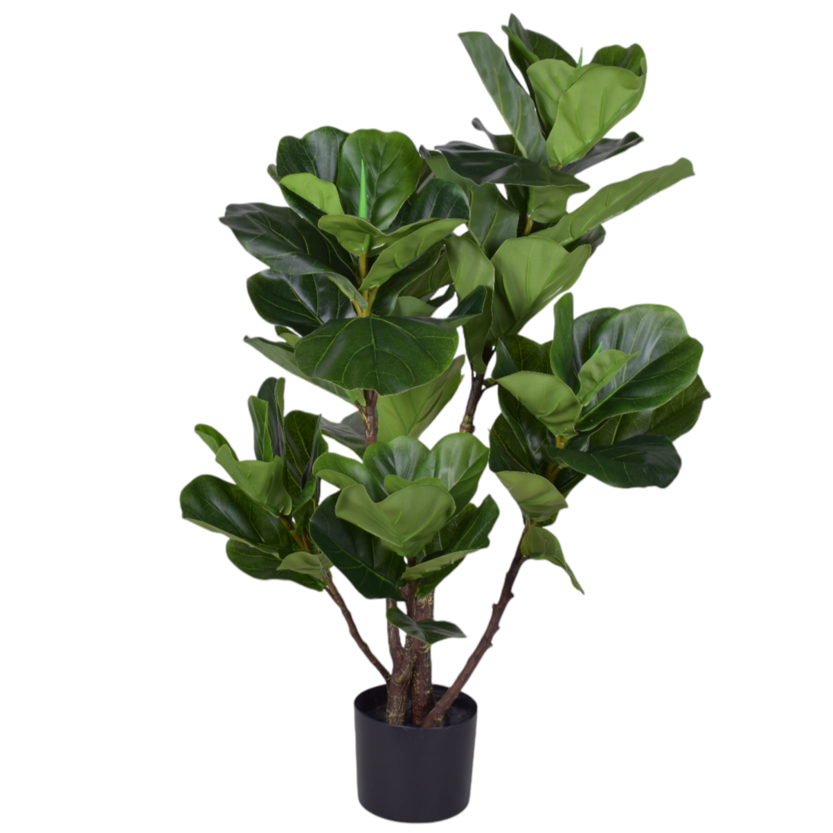 3' Fiddle Leaf Fig   FP1333
