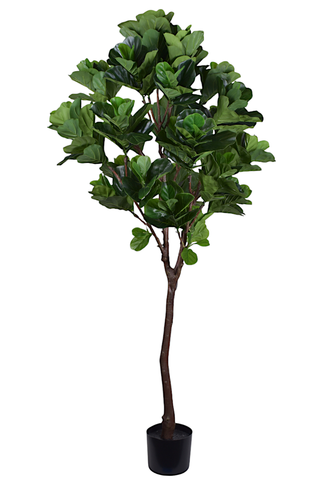 8' Fiddle Leaf Fig Tree   FP1336