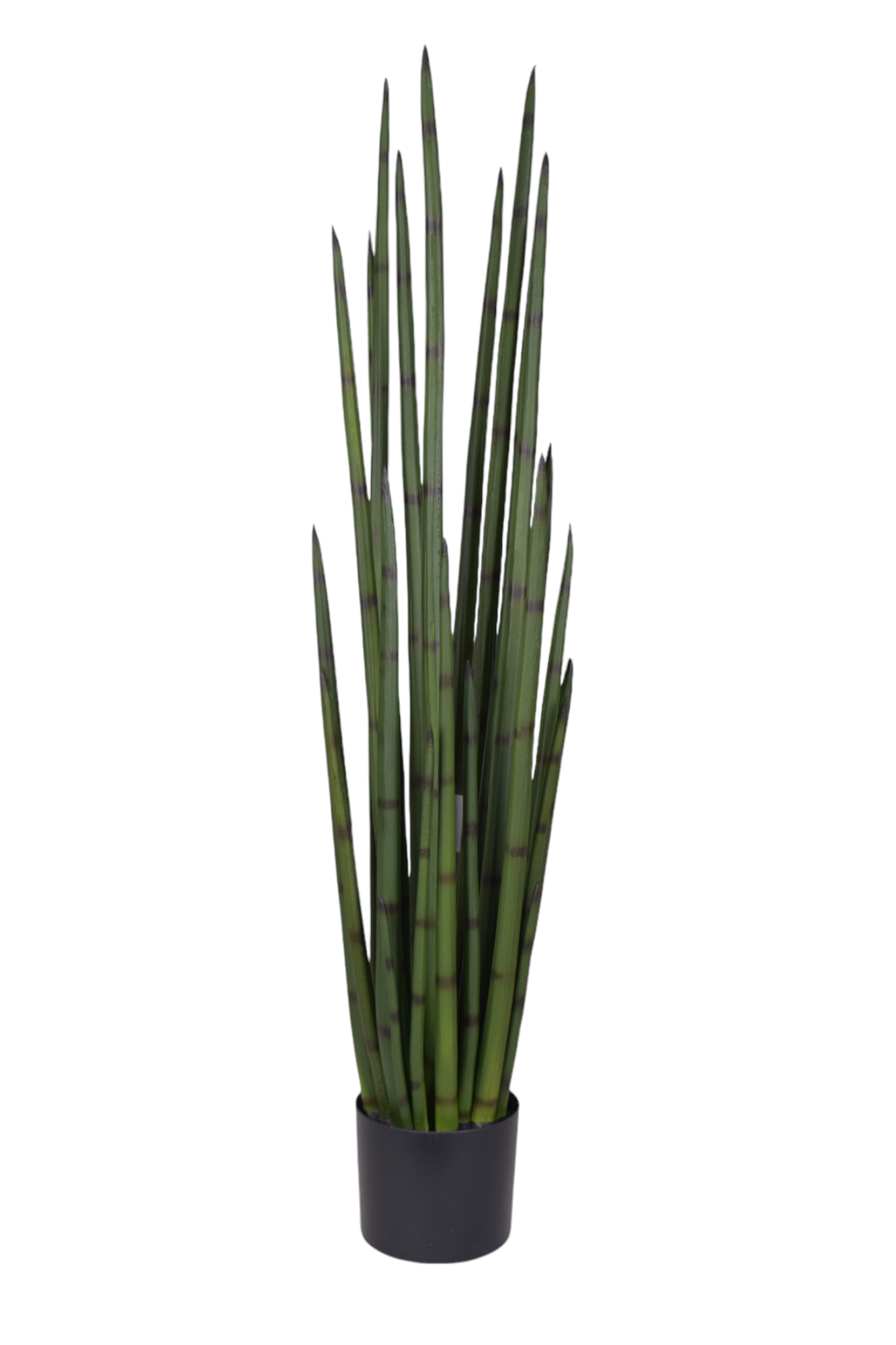 4' Snake Grass FP1339