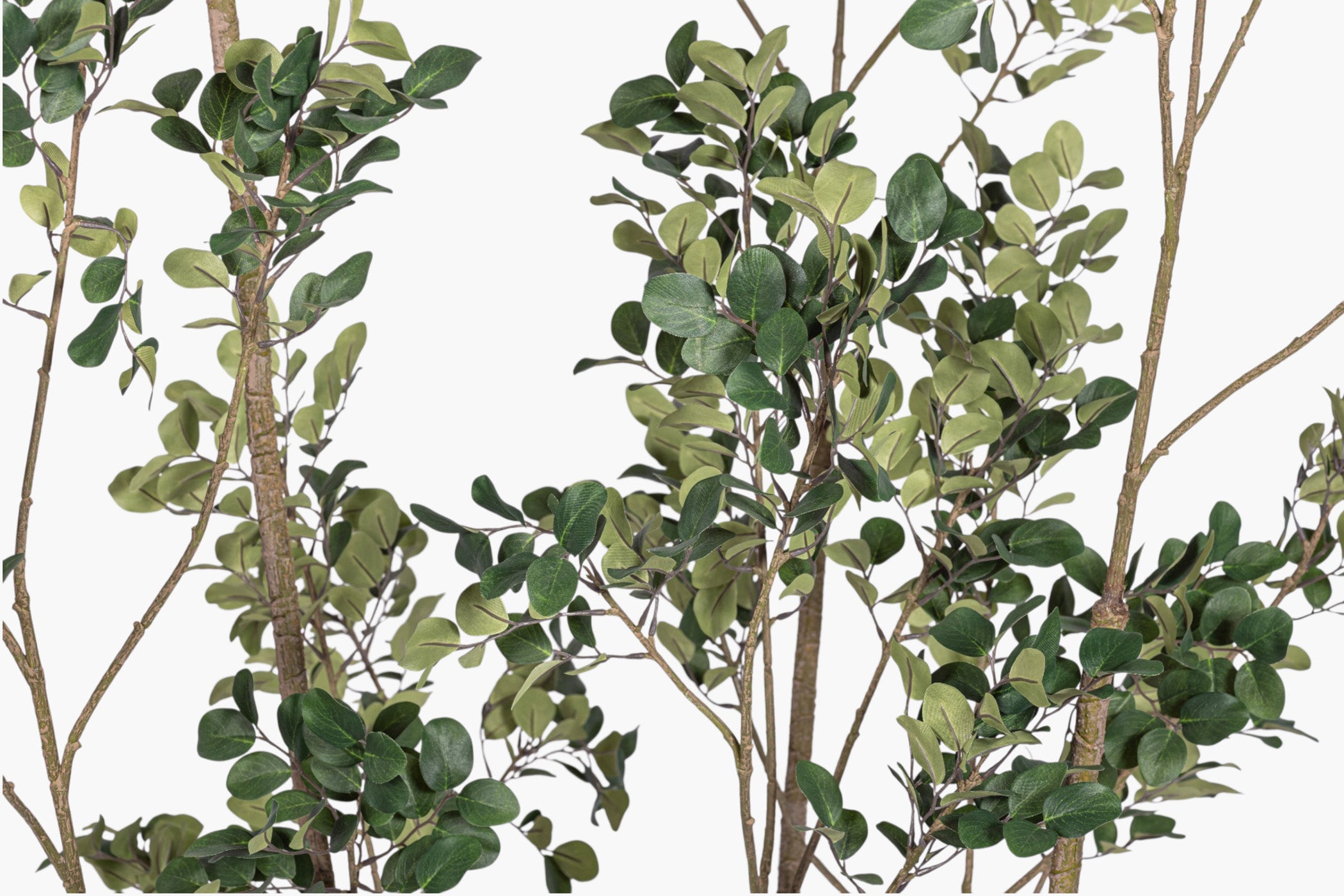 8' Crepe Myrtle Tree FP1344