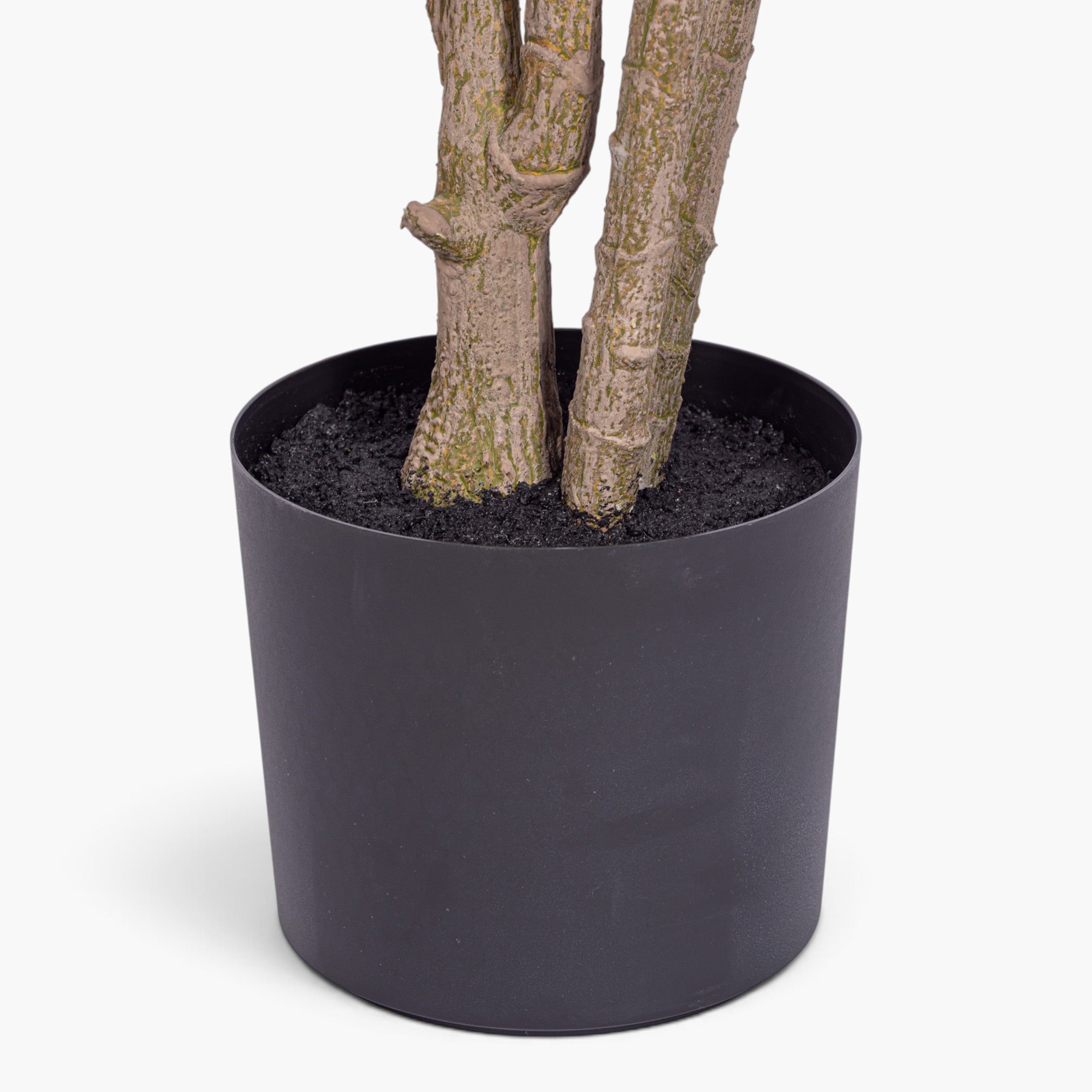8' Crepe Myrtle Tree FP1344