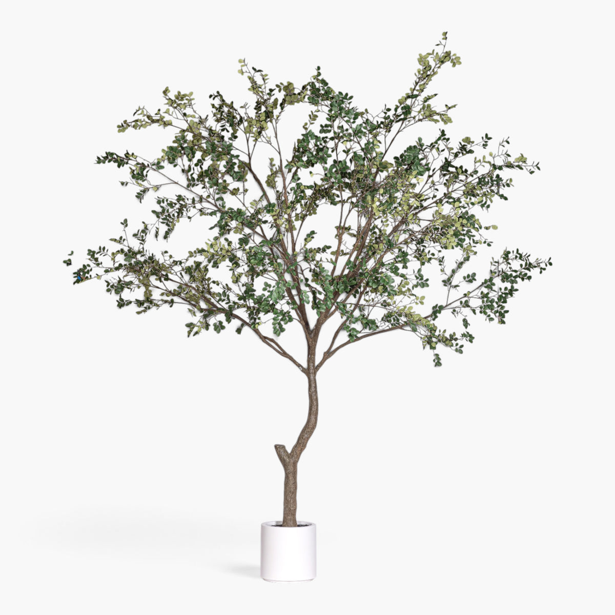11' Crepe Myrtle Tree FP1345