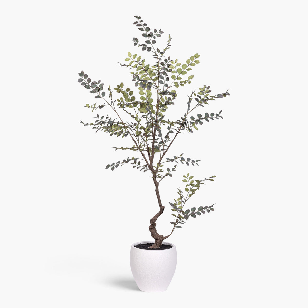 8' Crepe Myrtle Tree in White Pot FP1346