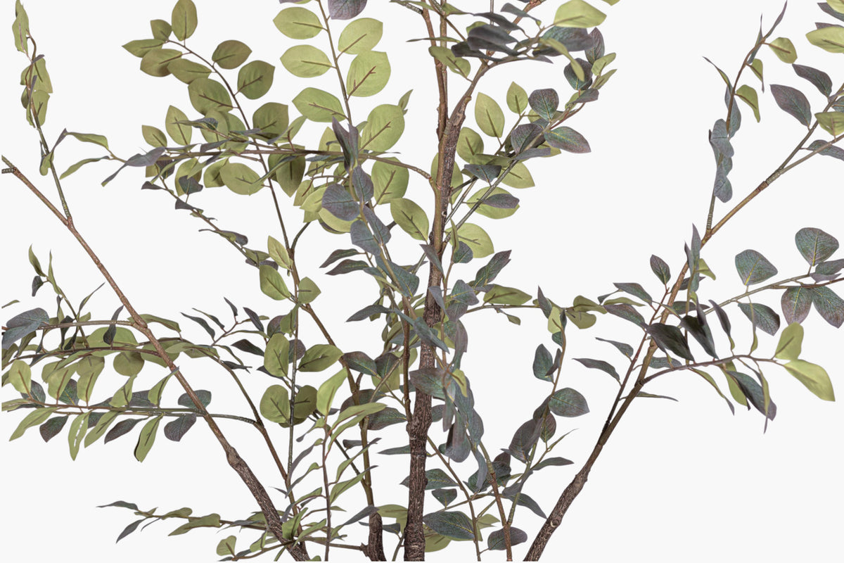 8' Crepe Myrtle Tree in White Pot FP1346