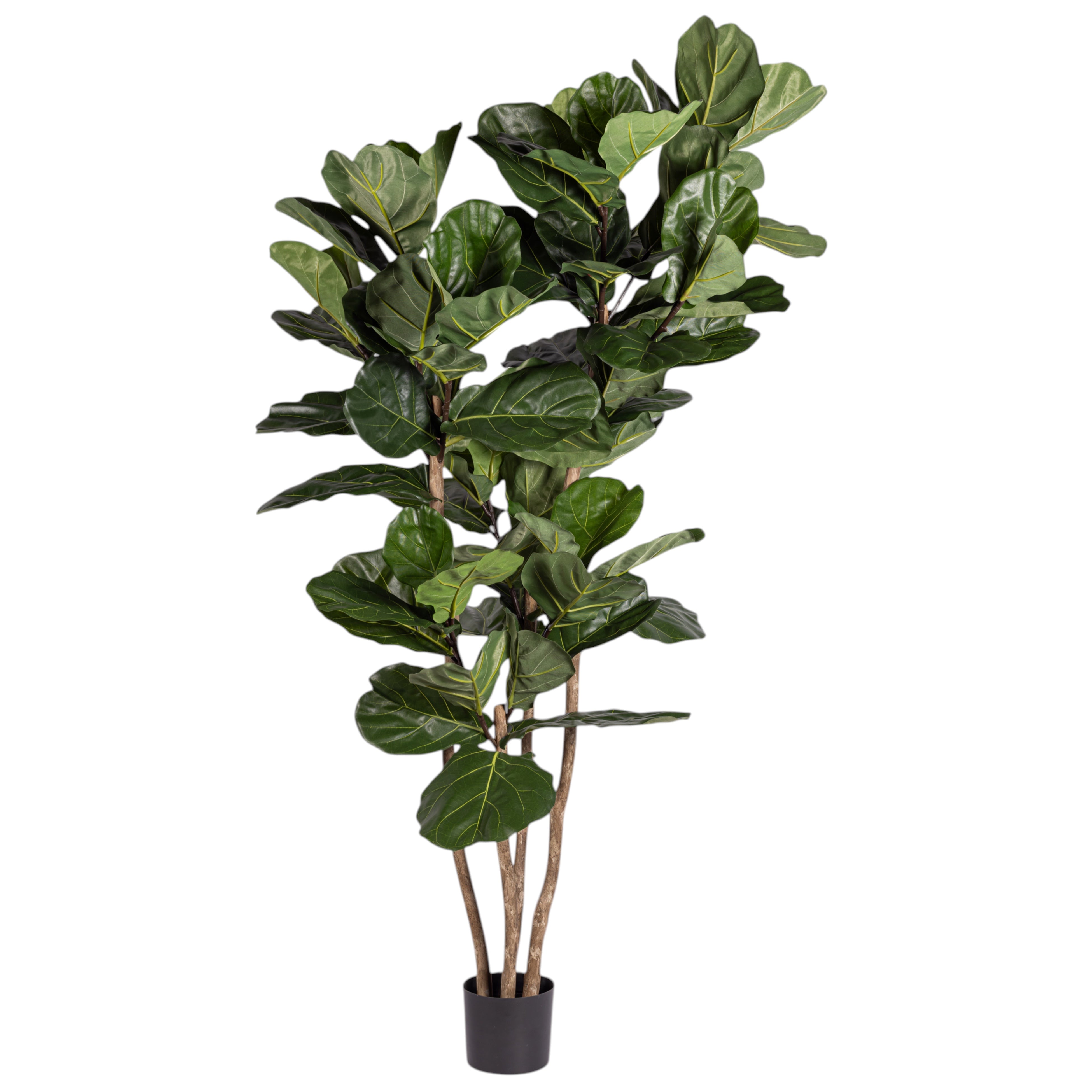 6' Fiddle Leaf Fig Tree FP1400