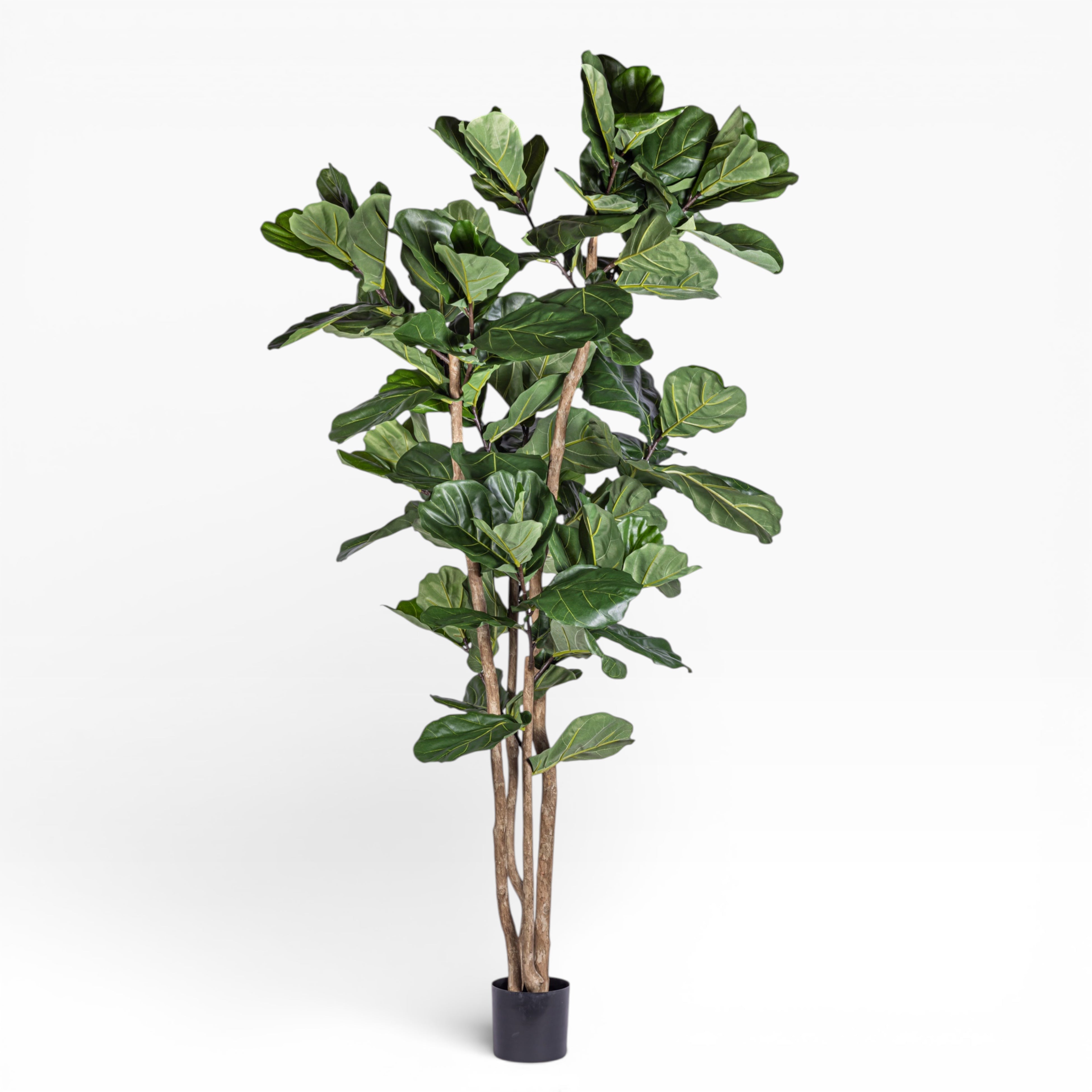8' Fiddle Leaf Fig Tree FP1401