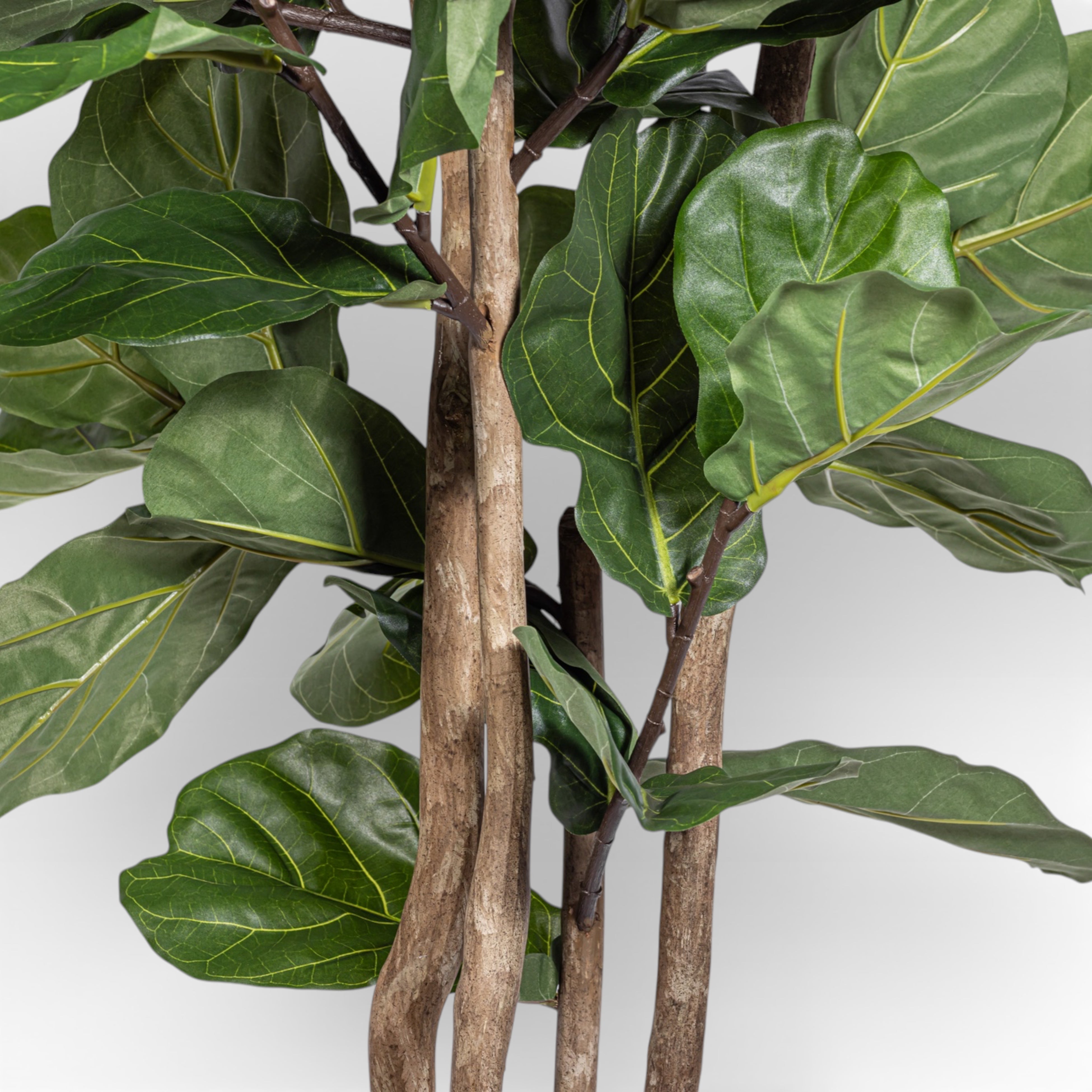 8' Fiddle Leaf Fig Tree FP1401