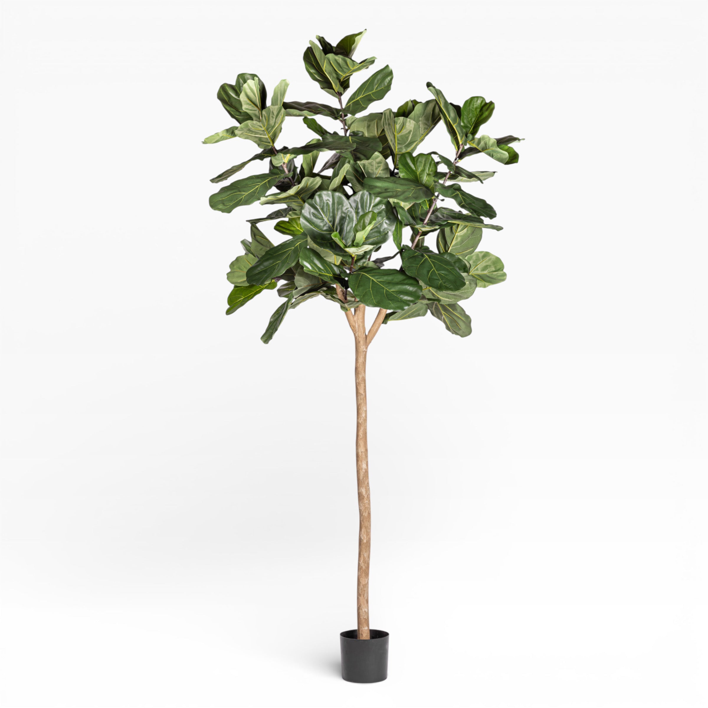 9' Fiddle Leaf Fig Tree FP1403