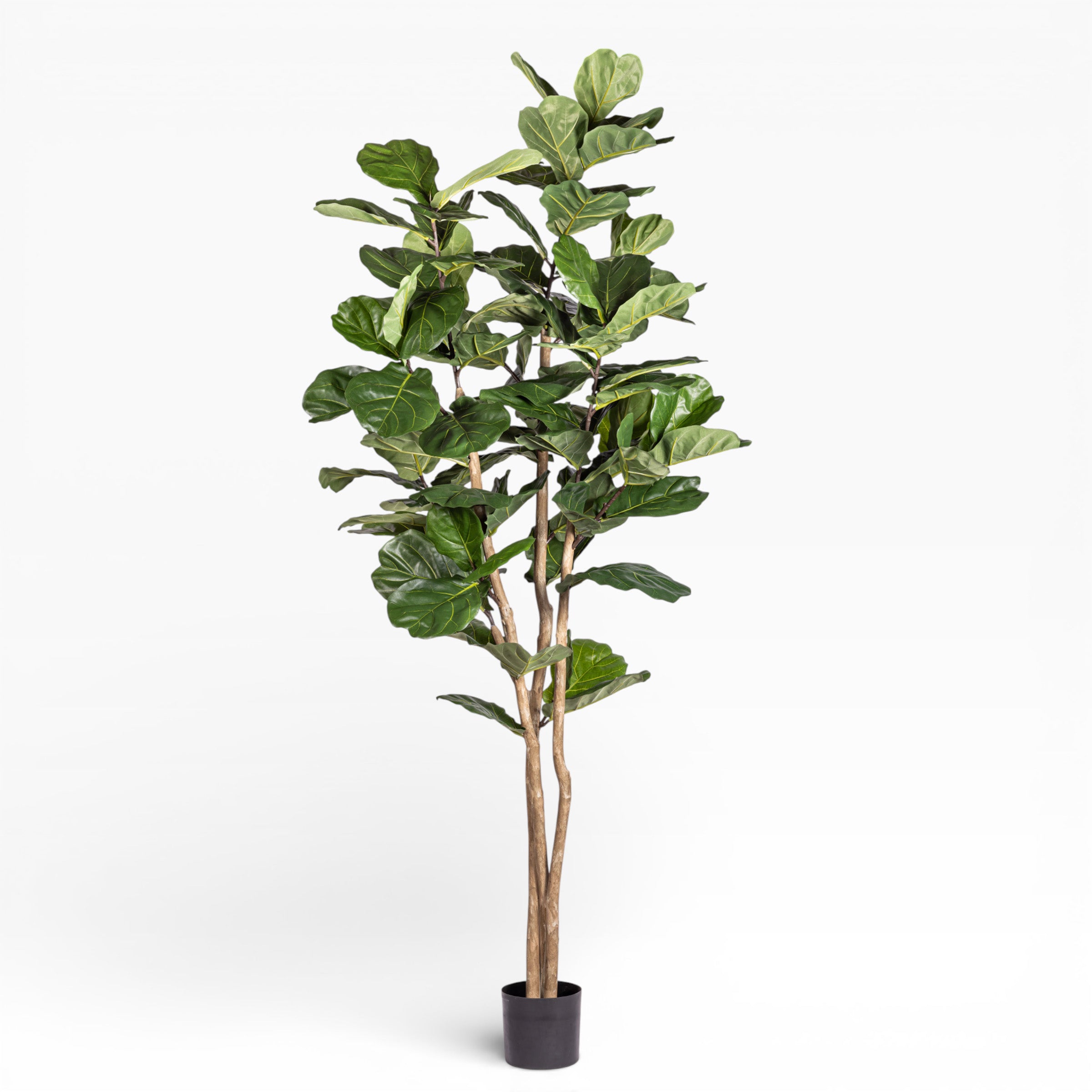 8' Fiddle Leaf Fig Tree FP1404