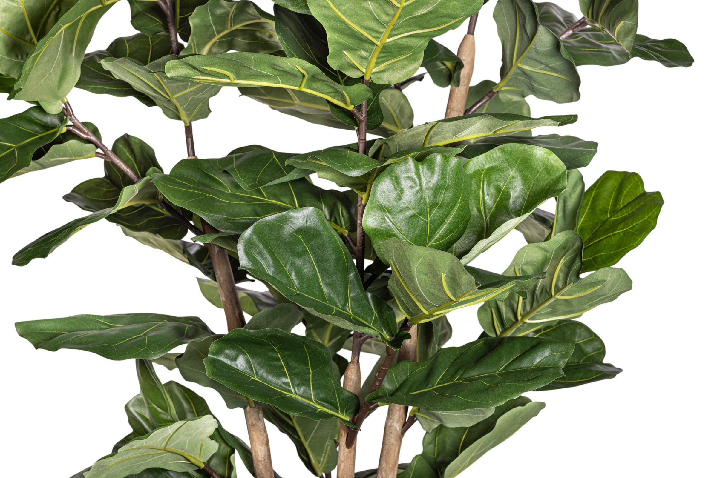 8' Fiddle Leaf Fig Tree FP1404