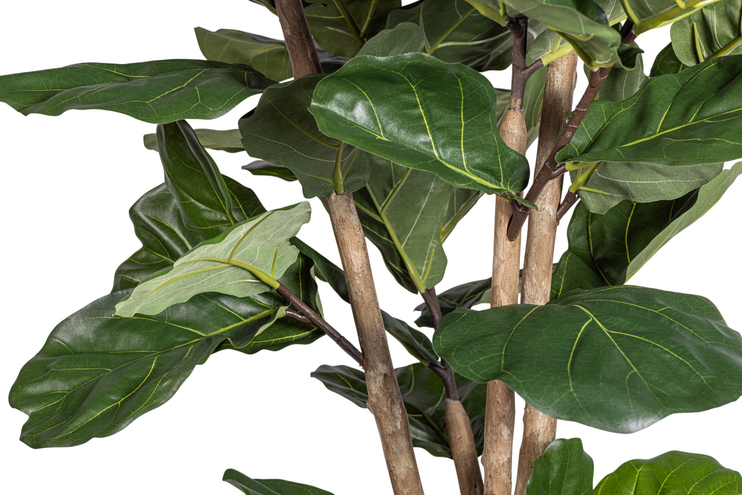 8' Fiddle Leaf Fig Tree FP1404