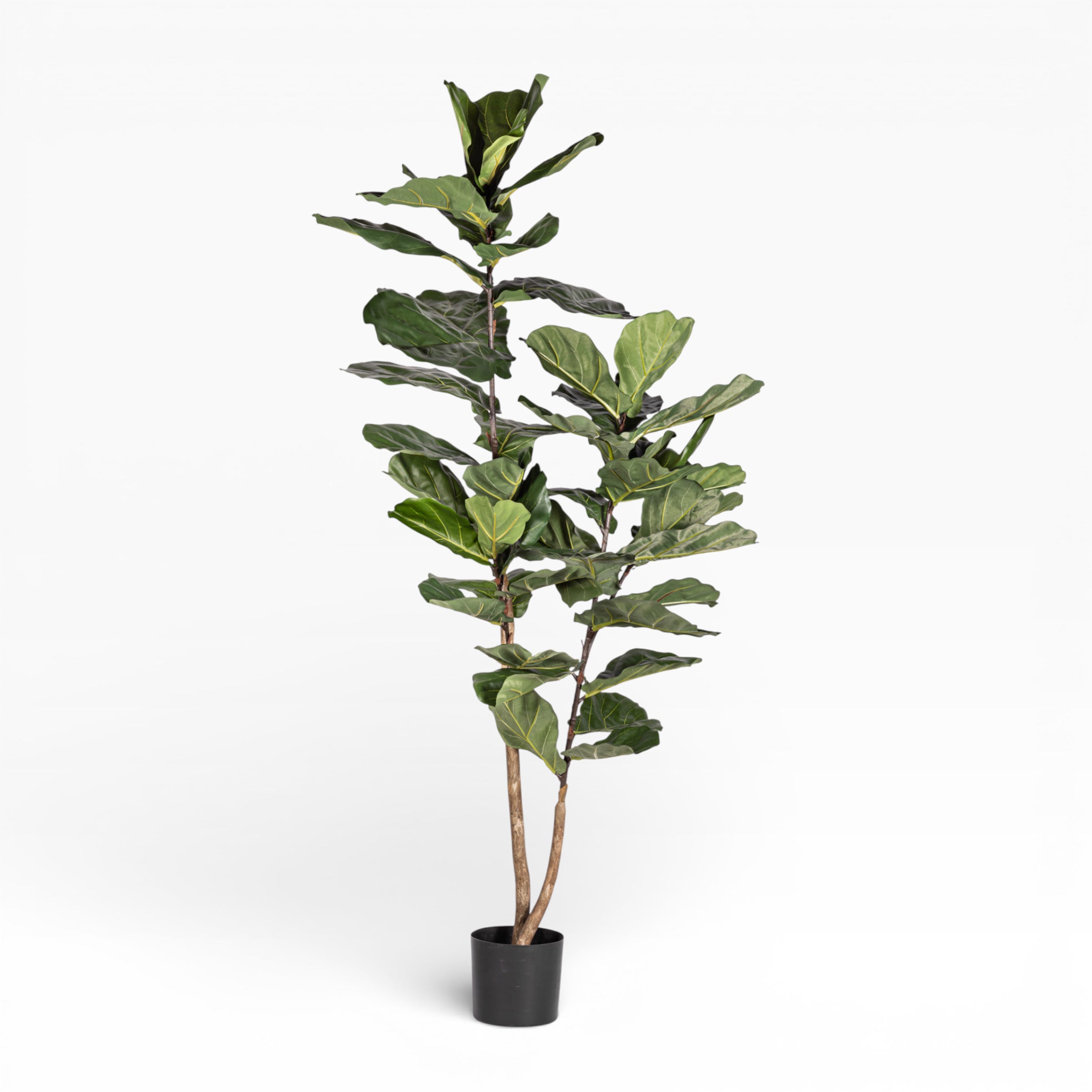 6' Fiddle Leaf Fig Tree FP1405