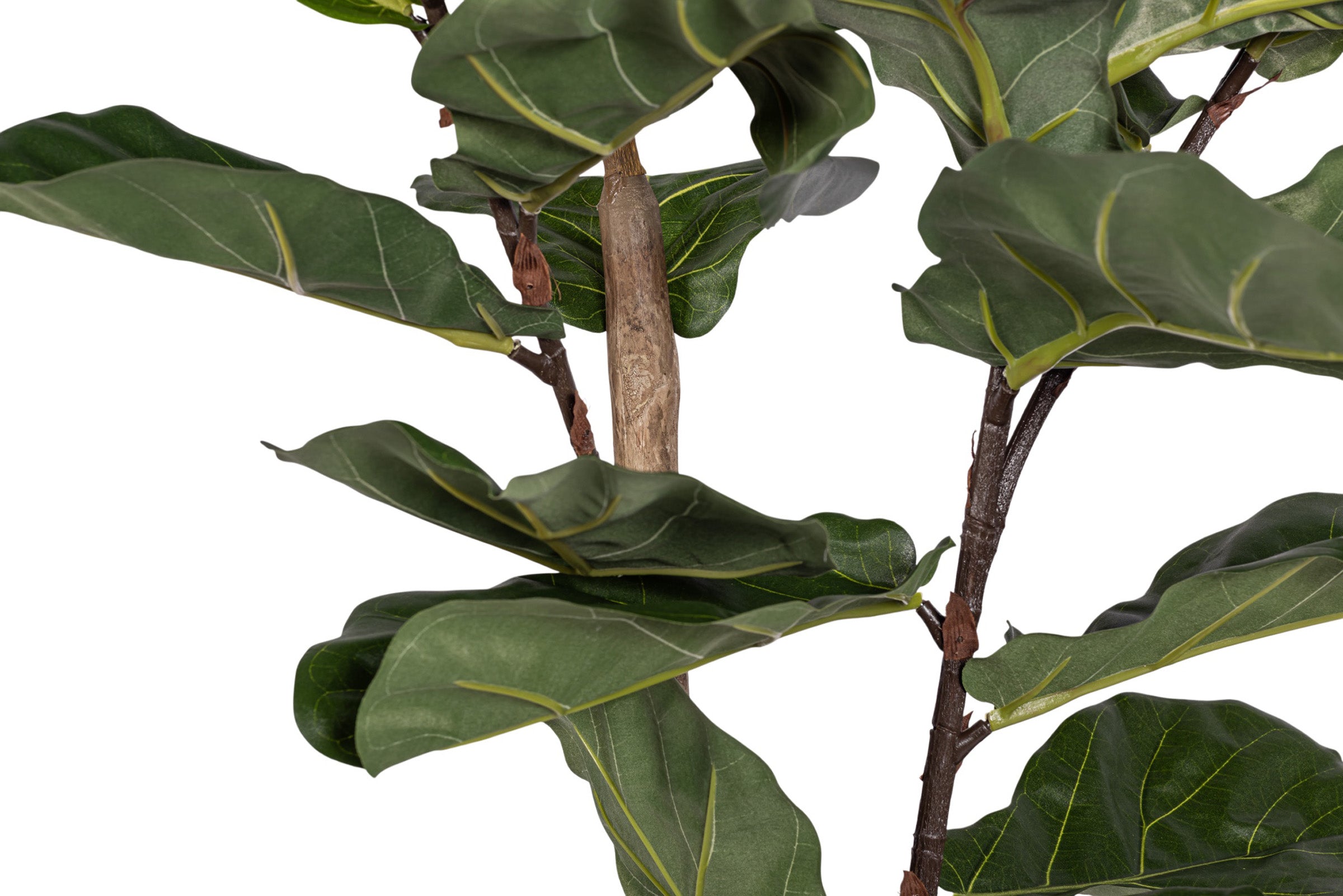 6' Fiddle Leaf Fig Tree FP1405