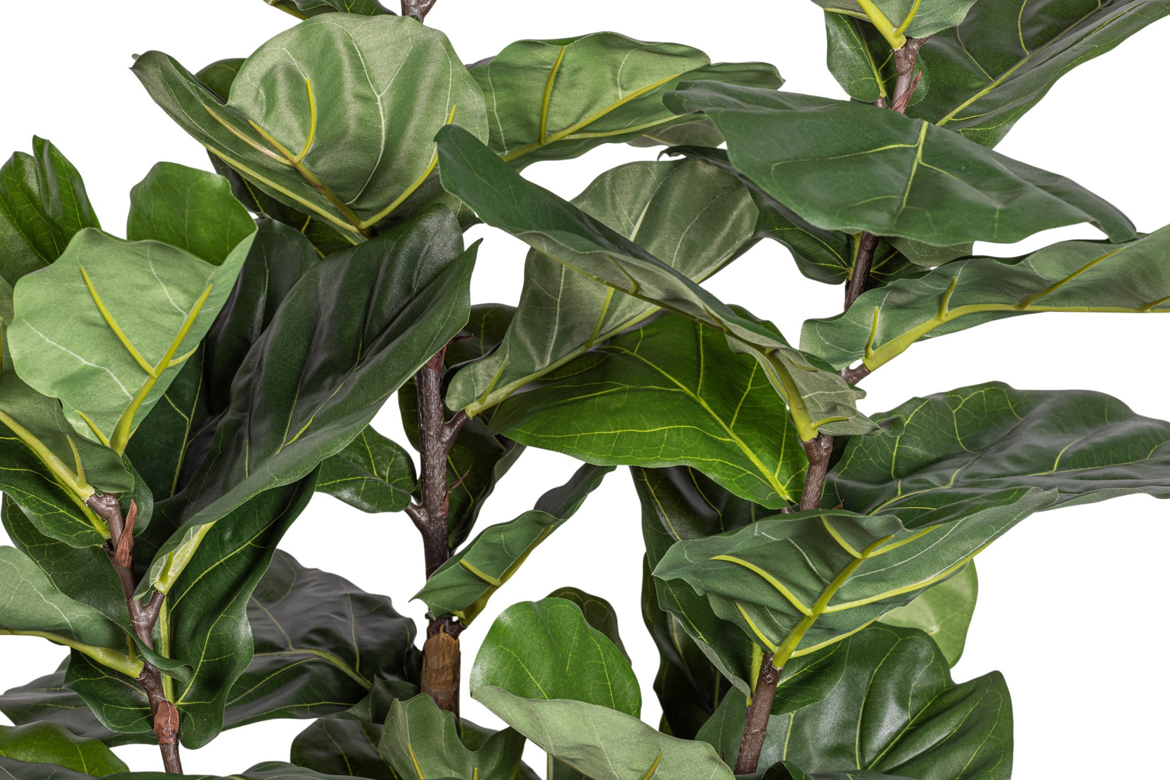 7' Fiddle Leaf Fig Tree FP1406
