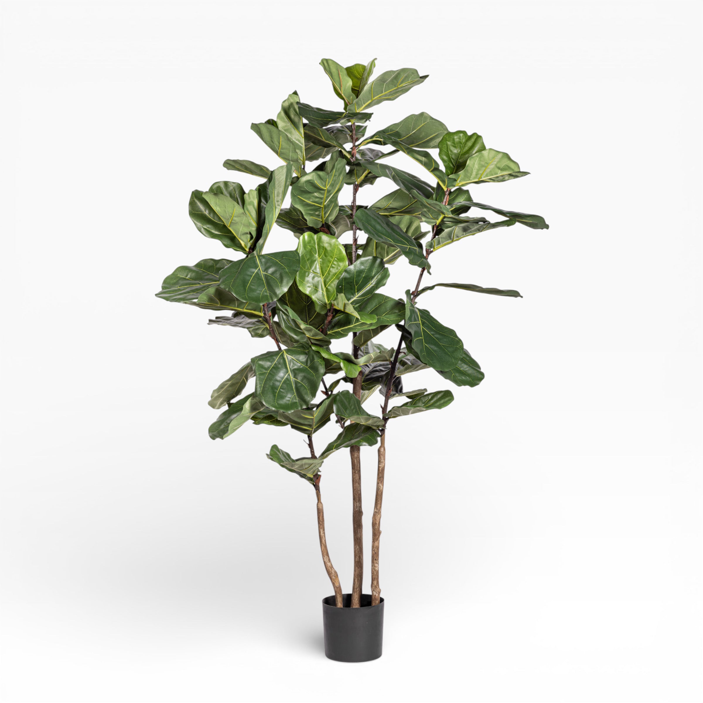 3' Fiddle Leaf Fig Tree FP1407