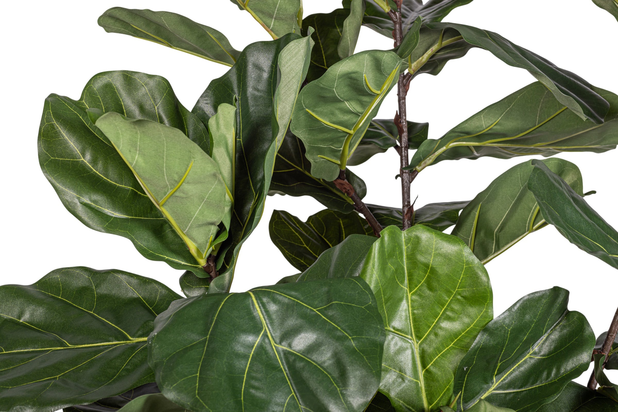 3' Fiddle Leaf Fig Tree FP1407