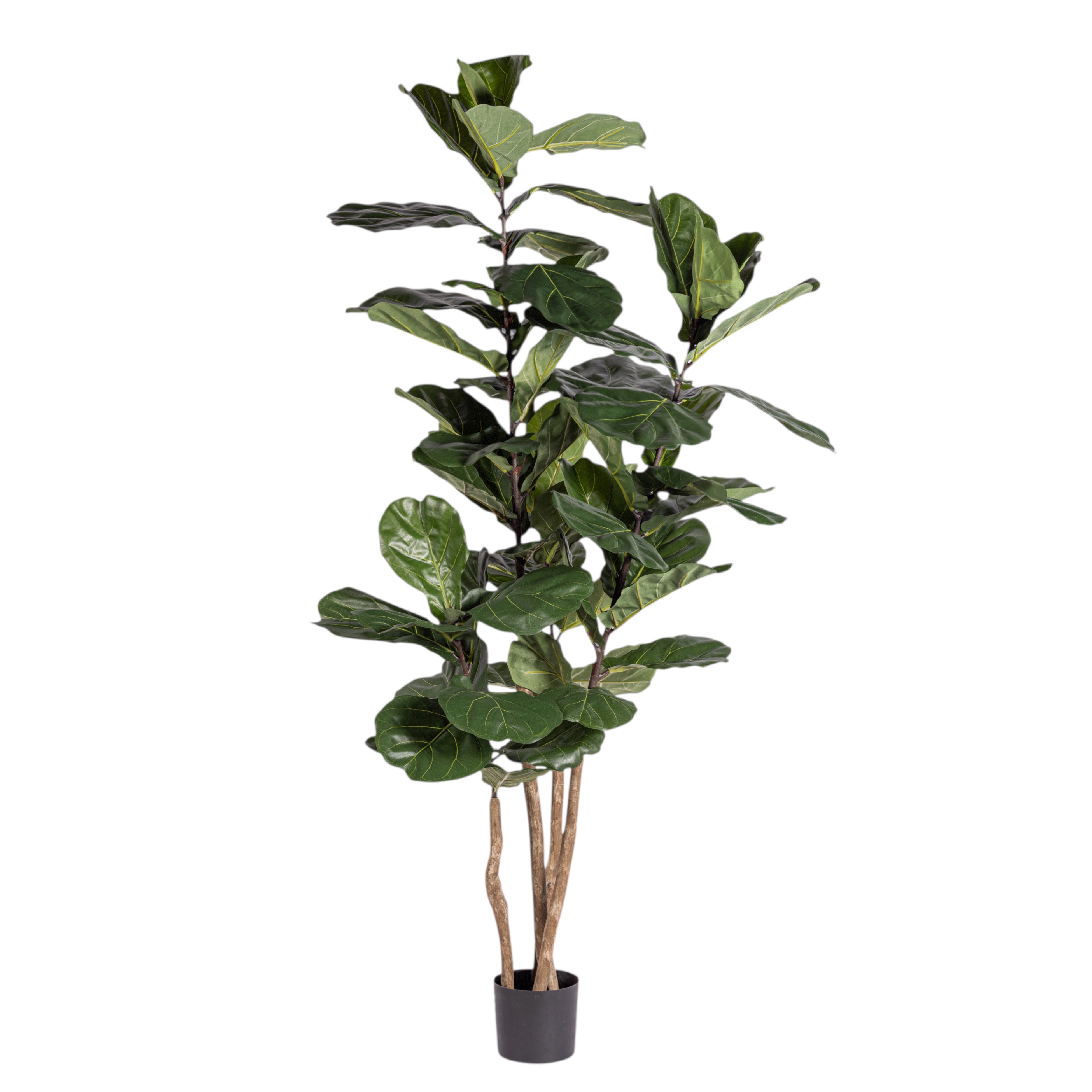 6' Fiddle Leaf Fig Tree FP1408