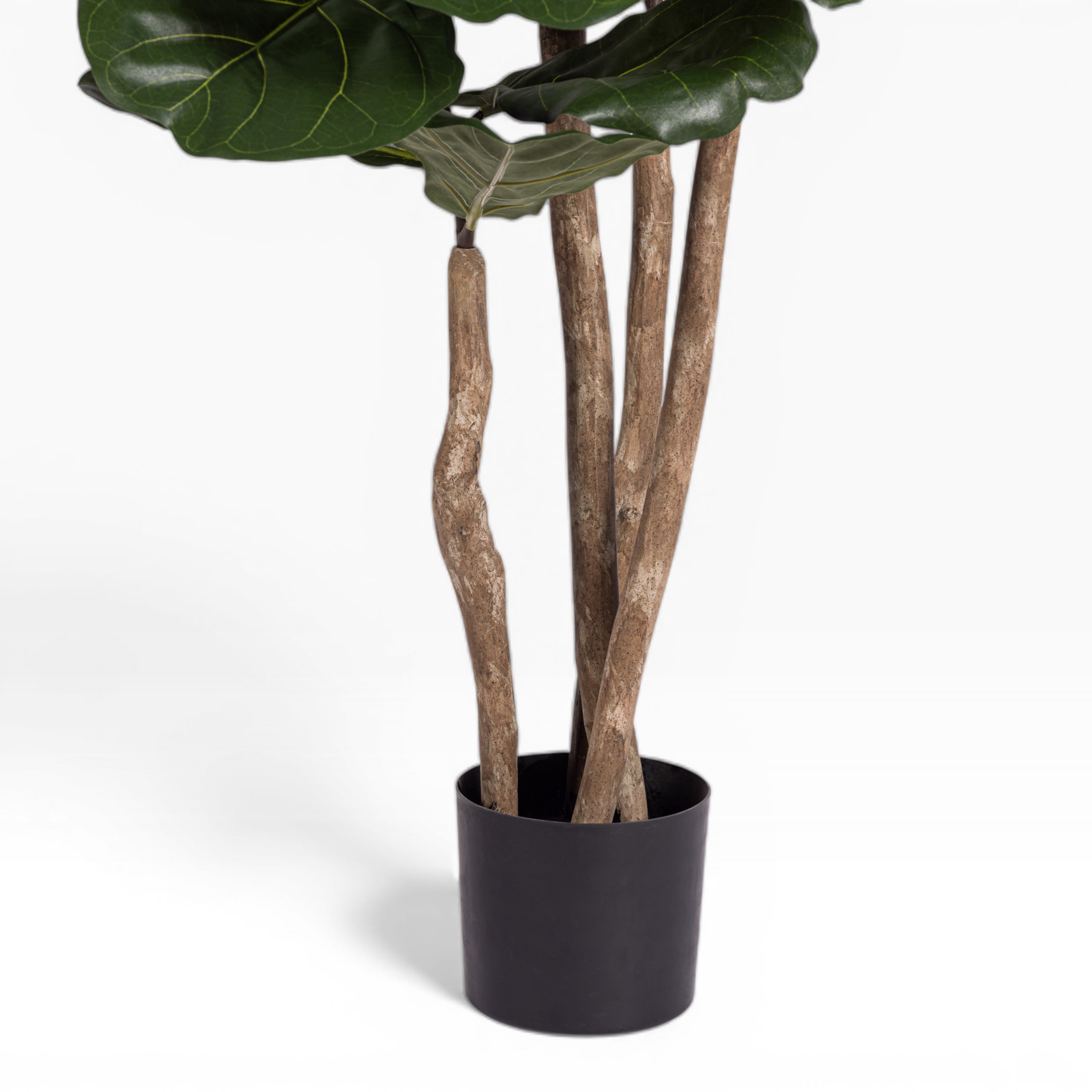 6' Fiddle Leaf Fig Tree FP1408