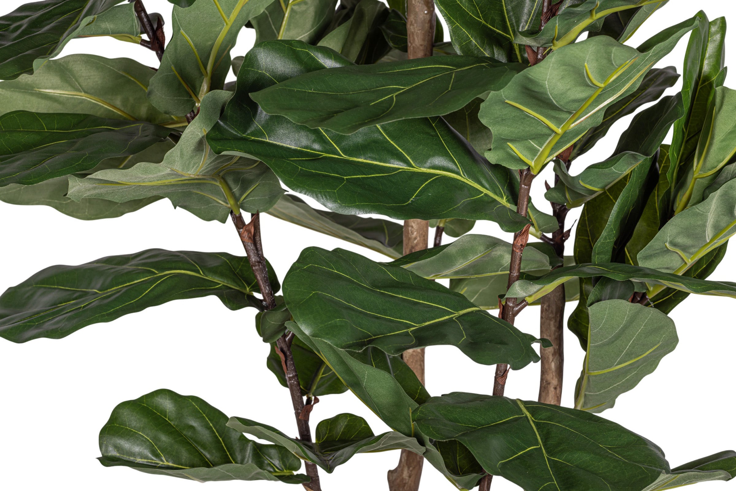 8' Fiddle Leaf Fig Tree FP1409