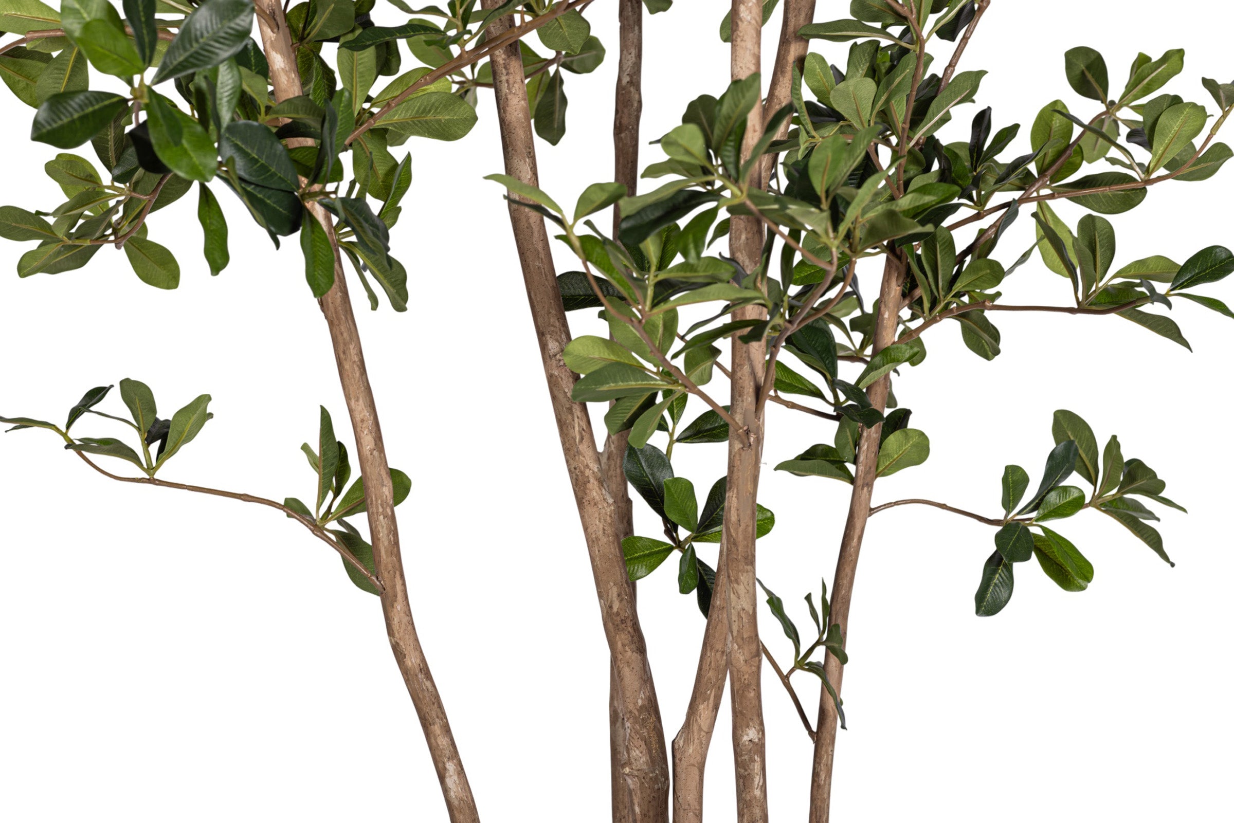 8' Black Olive/Shady Lady Tree FP1410
